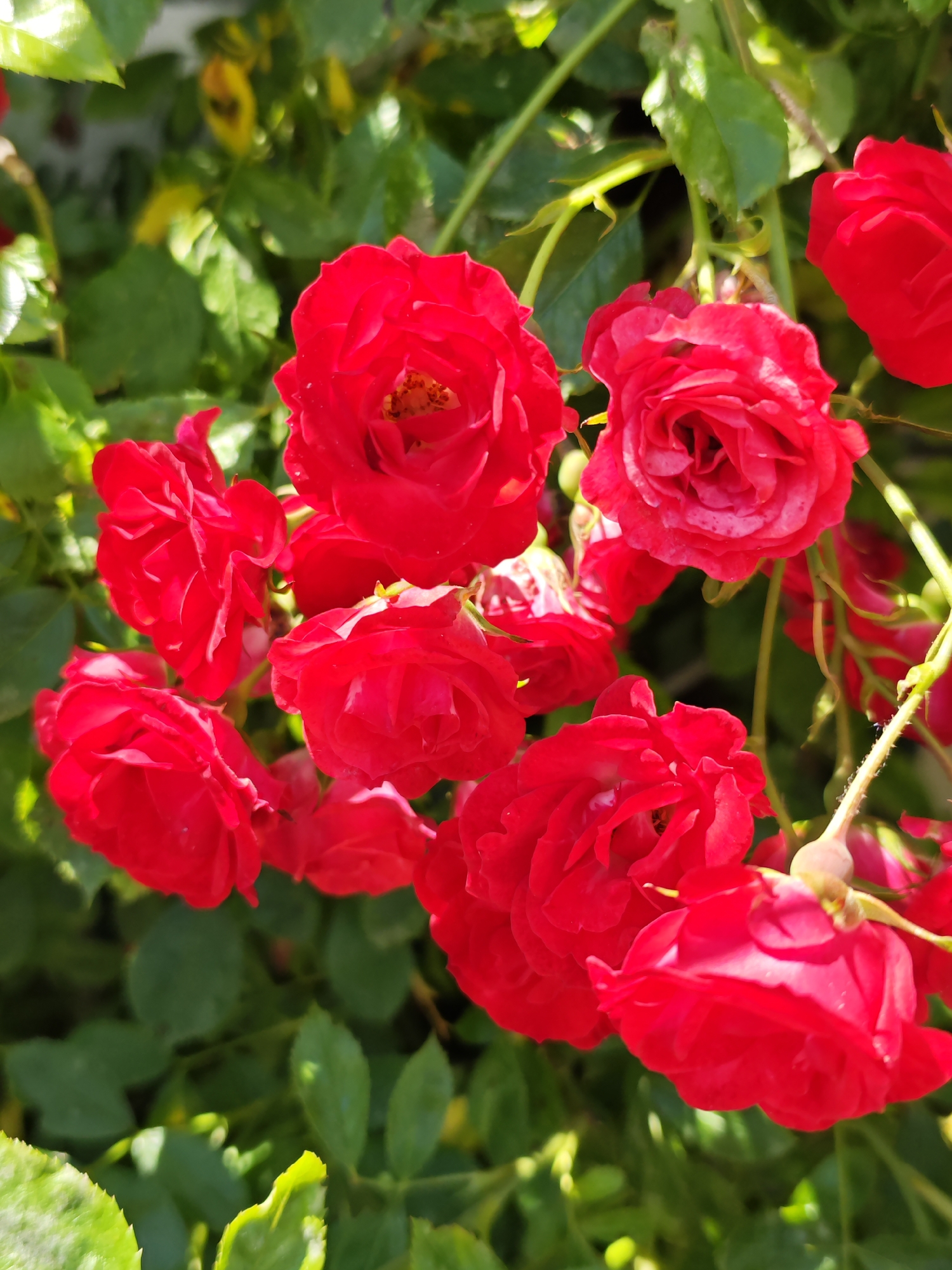 The image shows a cluster of bright red roses in bloom, set against a background of green leaves and stems. The roses are in various stages of opening, with some fully bloomed and others still forming buds. The lighting suggests it is daytime, with sunlight casting highlights on the petals and creating some dappled shade. The scene appears to be outdoors, likely in a garden or park setting. There is no indication of any specific location within Pyatigorsk, Russia, or any people present in the image.