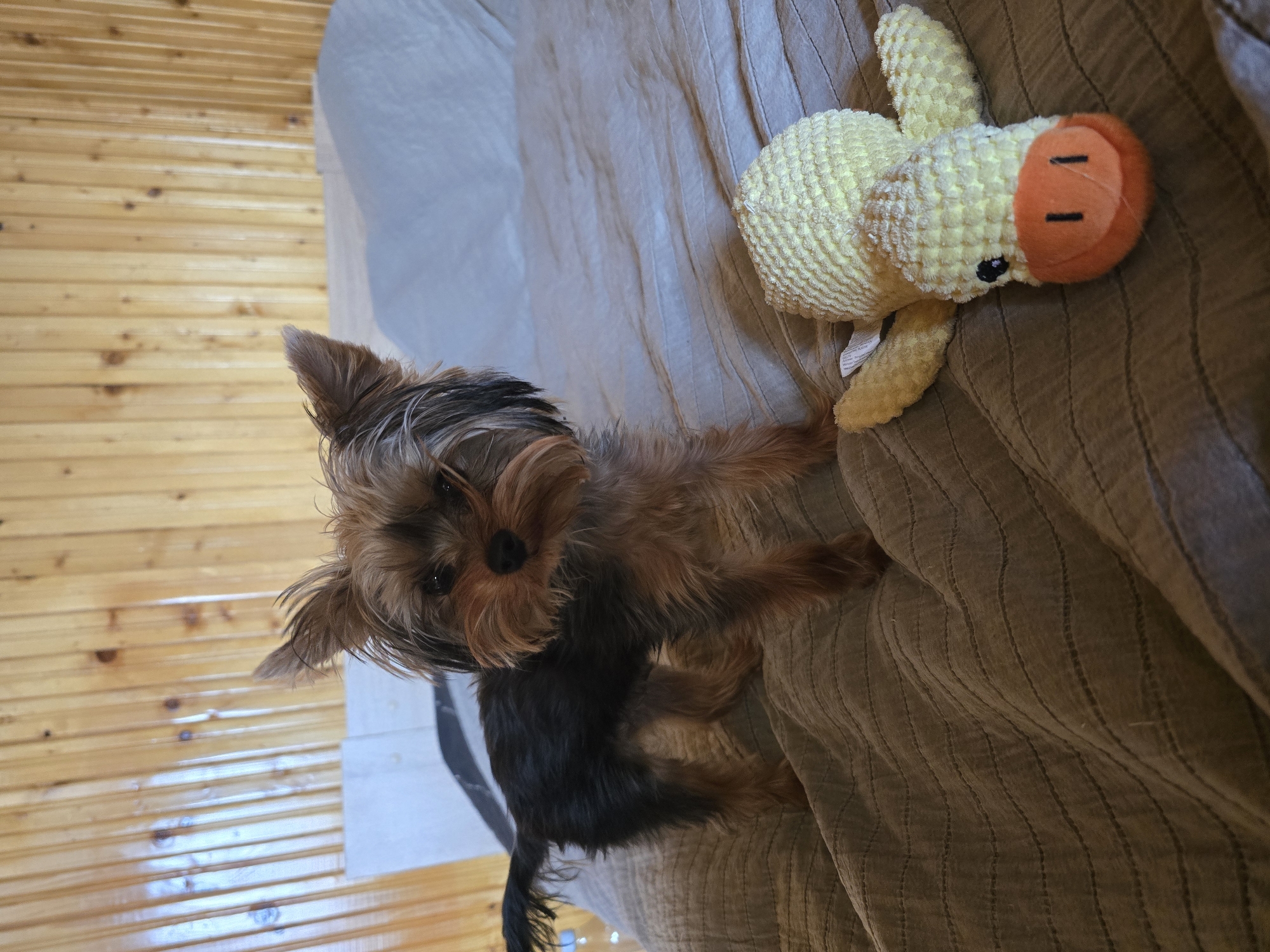 A small Yorkshire Terrier, characterized by its dark gray and tan fur, erect ears, and prominent facial hair, stands on a textured brown bedspread. The dog is positioned slightly left of center, with its dark eyes fixed forward. To the lower right of the frame, a yellow, ribbed stuffed animal resembling a duck, featuring an orange beak with two black vertical lines and small black eyes, lies on its back. The background consists of vertical wooden wall paneling with visible grain and knots. A lighter gray or off-white sheet is visible beneath the dog and the bedspread. There is no discernible information within the image to indicate its specific location as Samokov, Bulgaria.