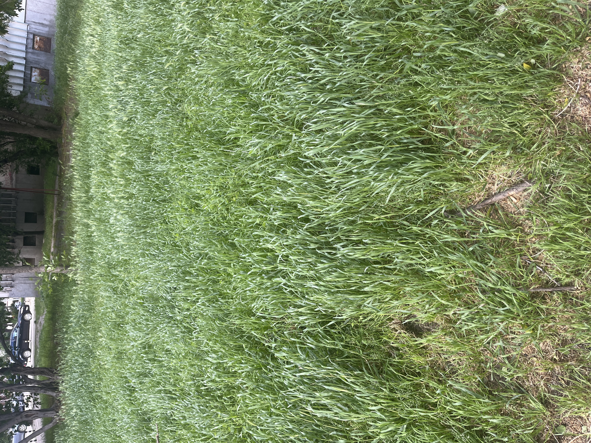 The image shows a field of tall, unmowed grass in what appears to be an urban setting. A building and parked cars are visible on the left edge of the image, suggesting a location in the city of Plovdiv, Bulgaria. The grass is primarily green, with some areas of brown, indicating varying health or dryness. A small stick is visible in the right side of the image. The perspective suggests the photo was taken at ground level.