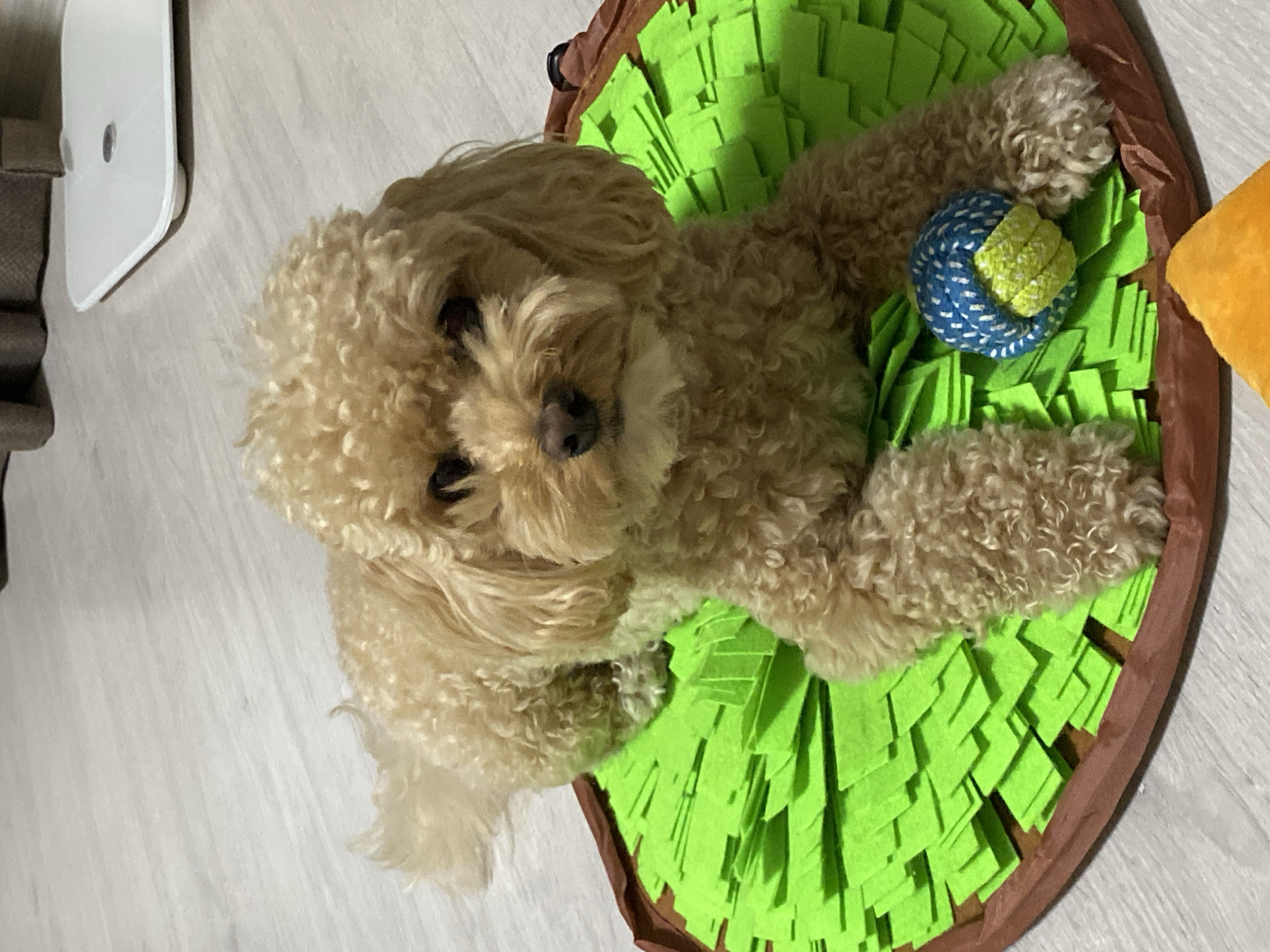 A tan poodle is lying on a green snuffle mat with a blue and yellow ball on it, with a white scale in the background. The scene appears to be indoors, possibly in a home. There is no indication of the location being Nikolskoye, Russia.