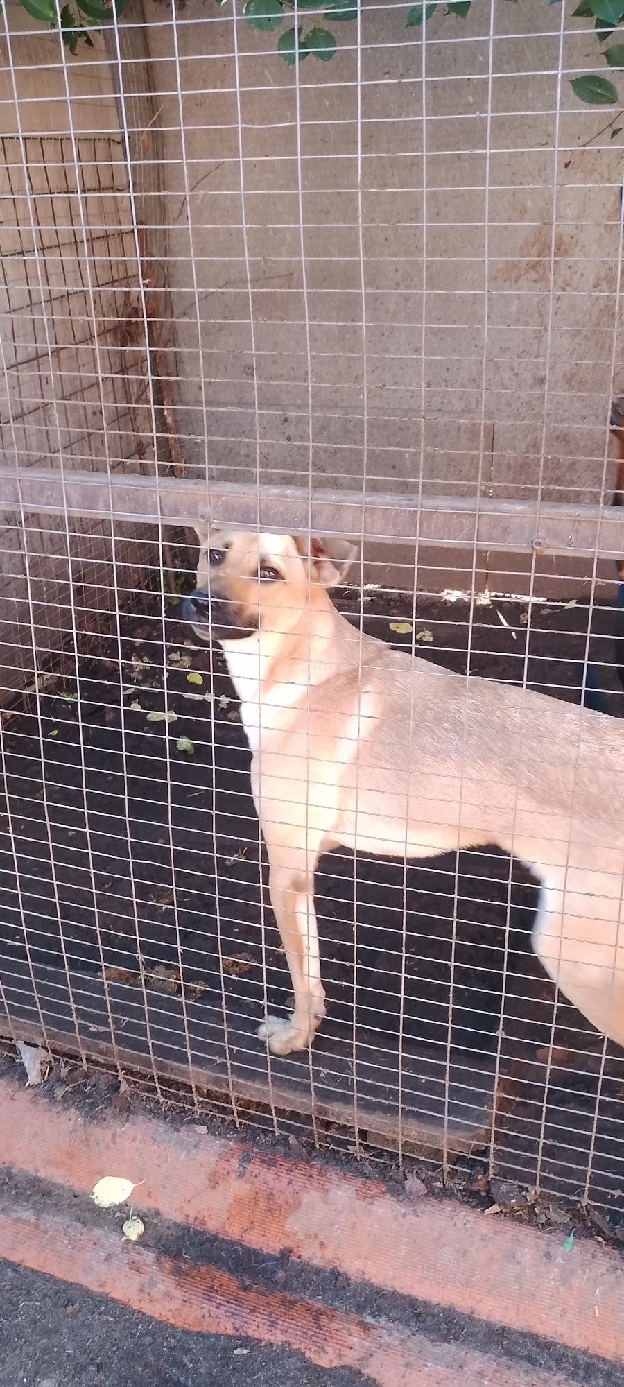 A light-colored dog stands behind a wire fence in an outdoor enclosure. The dog is facing to the left of the frame, with its head turned slightly towards the viewer. Its fur is short and appears to be a tan or light brown color. The dog's ears are perked up. The enclosure has a dirt floor with some scattered leaves. The background is a concrete wall. The fence is made of thick, galvanized wire mesh. There are some green leaves from a plant visible at the top of the frame, hanging over the fence. The lower part of the image shows a textured, reddish-brown surface, possibly a pavement or pathway. The overall lighting suggests it is daytime. There is no visible indication of the location being in Belgorod, Russia.