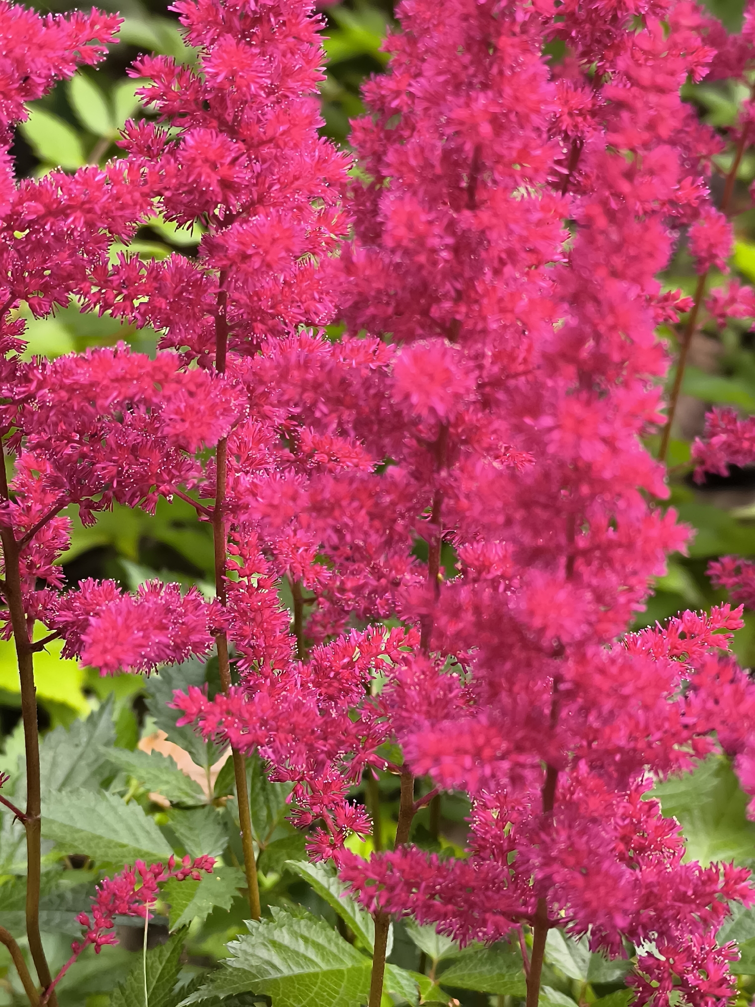 A close-up, vertical shot shows a cluster of vibrant fuchsia astilbe flowers in bloom. The feathery plumes of the flowers dominate the foreground, their delicate florets appearing almost fuzzy. The background is a blur of soft green foliage, suggesting a garden setting. The lighting is bright, highlighting the rich color of the flowers and casting soft shadows. The image has a shallow depth of field, keeping the flowers in sharp focus while softening the surrounding greenery. This image was taken in Klaipėda, Lithuania.