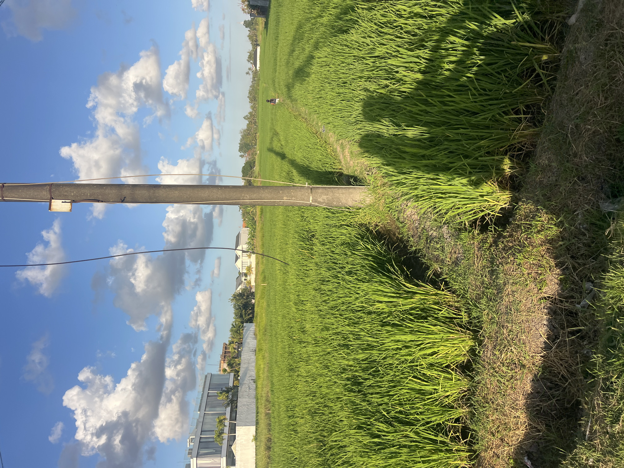 The image depicts a lush green rice paddy under a bright blue sky with scattered white clouds. A tall, grey utility pole stands in the foreground, casting a long shadow across the field. The shadows of two individuals are also visible on the rice plants, suggesting their presence in or near the field. In the background, several modern white buildings with flat roofs are visible, along with scattered trees and other vegetation. A narrow dirt path winds through the rice paddy, leading towards a distant figure in the middle of the field. The overall scene conveys a sense of rural tranquility, with the agricultural landscape contrasted by modern architecture in the distance. This scene is likely located in the outskirts of Kediri, Indonesia, where such agricultural fields and modern developments often coexist.