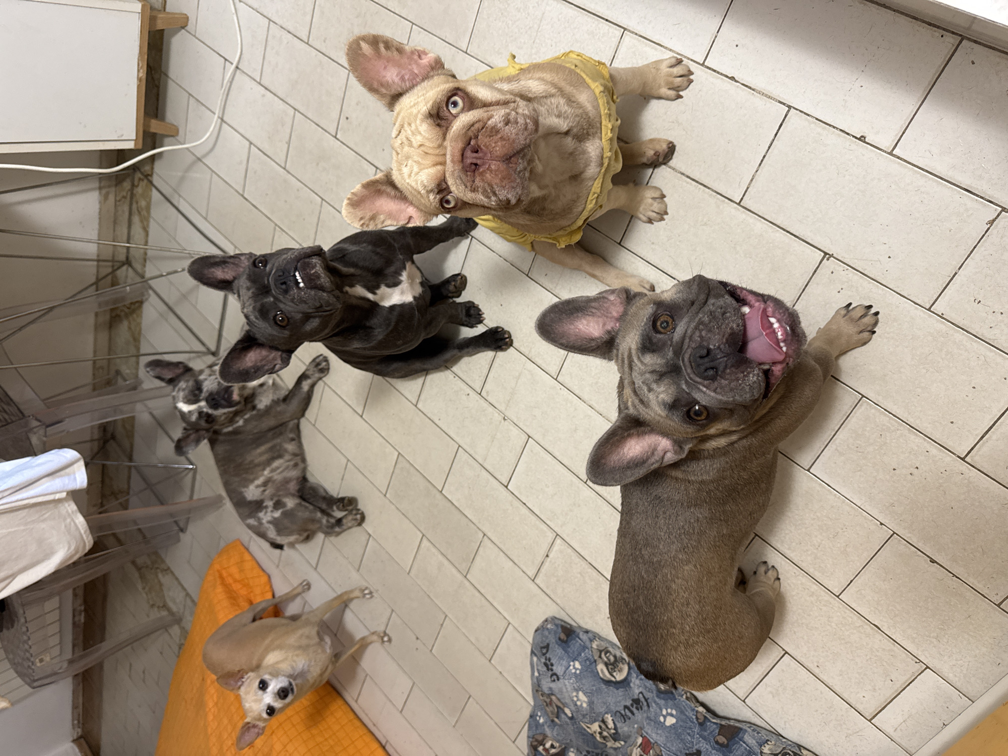 The image depicts five dogs on a tiled floor inside what appears to be a residential interior. In the foreground, a fawn-colored French Bulldog is positioned on the left, looking towards the camera with its mouth open and tongue out. To its right, a lighter fawn-colored French Bulldog, wearing a yellow garment, is seated and looking directly at the camera. Behind these two dogs, a dark grey French Bulldog is sitting and looking upwards. Further in the background, another French Bulldog with a brindle coat is lying down. On the far left of the image, a small tan Chihuahua stands near an orange cushion, also looking towards the camera. The environment includes furniture, a white cabinet, and a white cord on the floor. There is no indication of the specific location being San Benedetto del Tronto, Italy.