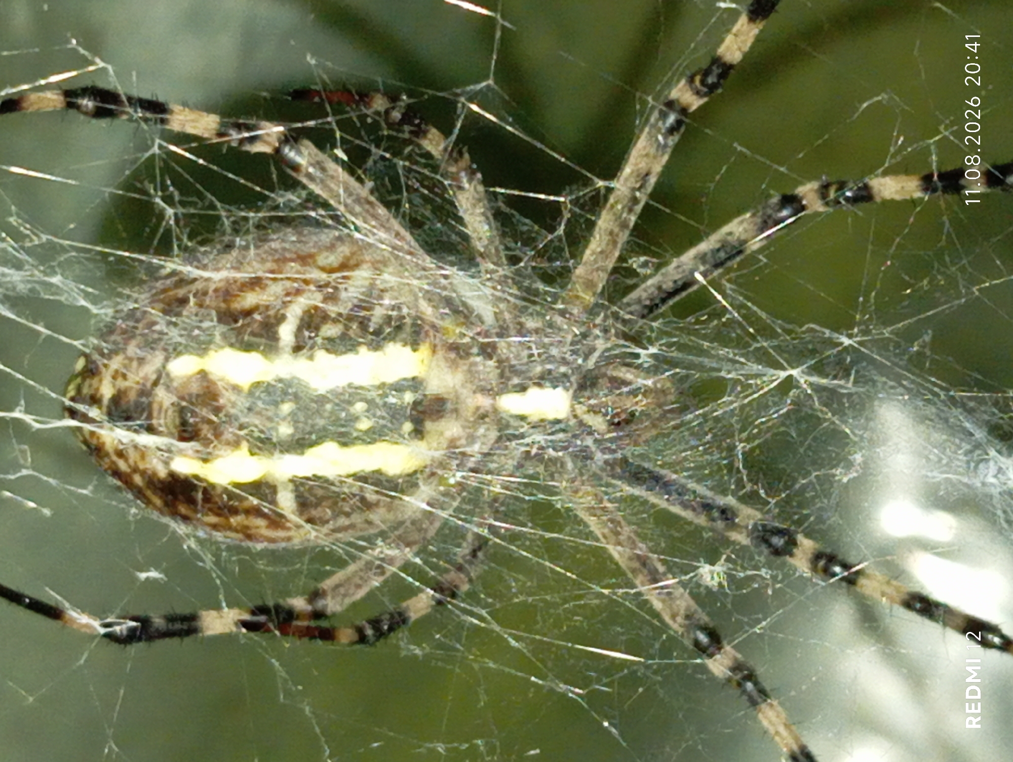 A close-up, vertical, outdoor, medium shot captures a yellow and black banded garden spider (likely Argiope bruennichi) centered on its web. The spider's abdomen is prominent, displaying distinct yellow bands against a dark brown background. Its eight legs, segmented with black and yellow stripes, extend outwards, some appearing to touch the web strands. The web itself is intricate and appears slightly frayed in places, with many thin, glistening strands crisscrossing the frame. The background is a soft, out-of-focus green, suggesting foliage or vegetation. The lighting highlights the spider and its web, creating a slightly ethereal effect. The bottom left corner of the image displays the text "REDMI 12" in white, and the bottom right corner shows the date and time "11.08.2026 20:41." No humans or man-made structures are visible, and the scene appears to be a natural environment. The location is identified as Smila, Ukraine.