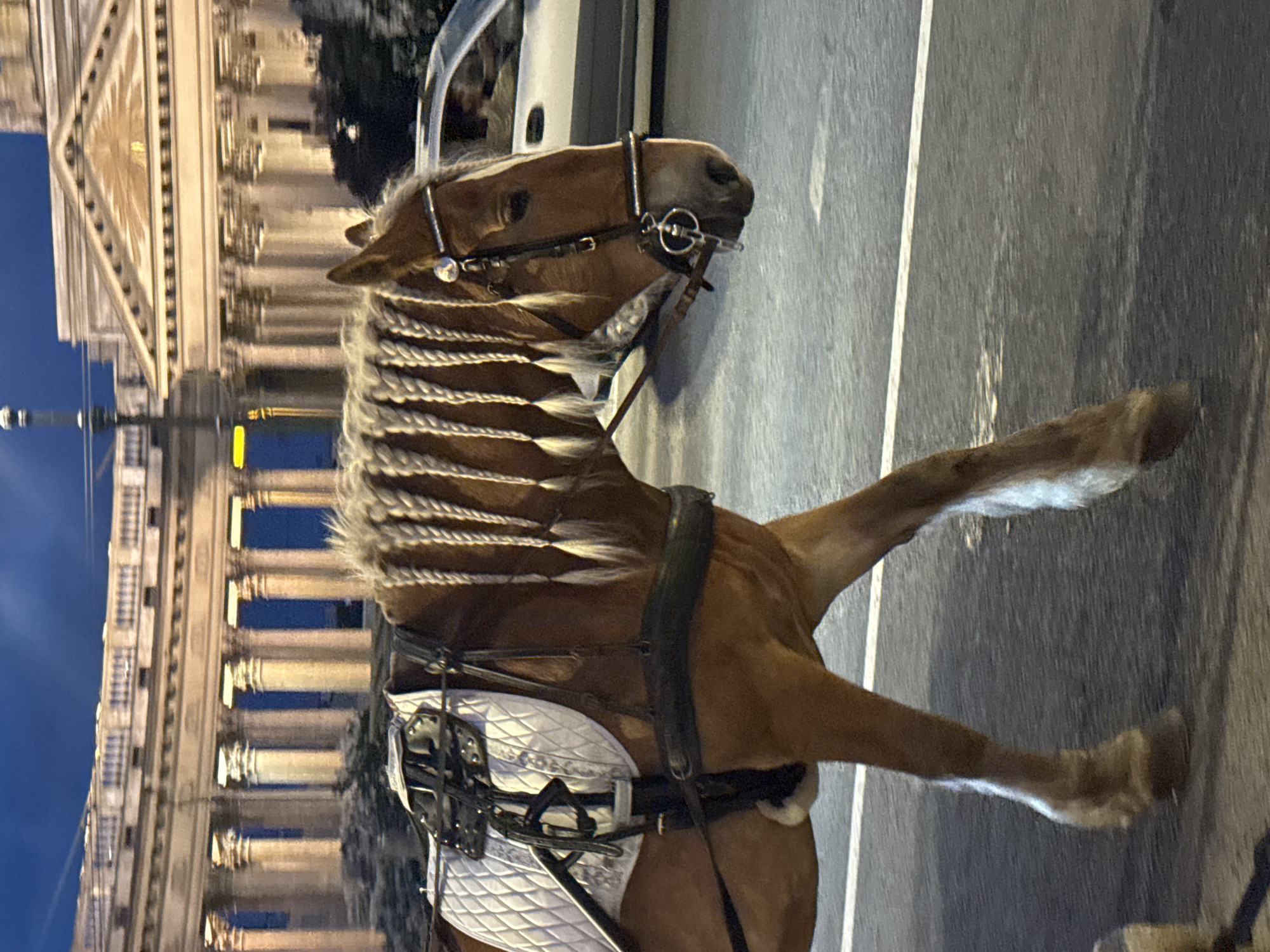 An evening scene in Saint Petersburg, Russia, features a majestic brown horse standing on a paved surface, rotated 90 degrees counter-clockwise in the image. The horse faces right, its head slightly turned towards the viewer, revealing intricate braids in its light-colored mane with white accents. It is outfitted with a bridle, a metal bit, and a dark harness, beneath which a white, quilted saddle pad is visible.
In the background, to the left of the horse, a grand, classical building is brightly illuminated against a deep blue evening sky. This prominent architectural structure showcases numerous large columns, a distinct pediment, and intricate details, characteristic of historical European architecture found in St. Petersburg, such as Kazan Cathedral or the General Staff Building. A street lamp is faintly visible in the mid-distance. The paved ground extends to the right, where a subtle reflection, possibly of a vehicle, can be seen. No text is visible in the image.