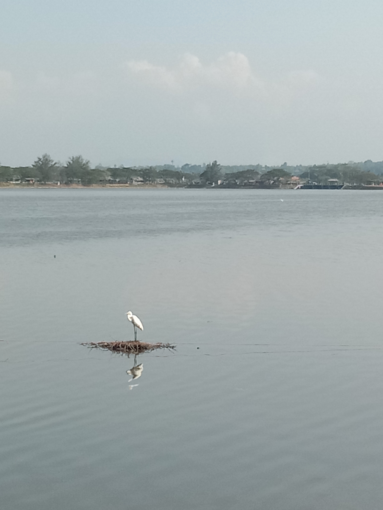This is a serene photograph capturing a white egret standing gracefully on a small, floating island of tangled branches and debris in a calm body of water. The egret, positioned slightly below the center of the frame, is the primary subject, its reflection clearly visible in the still water directly beneath it. The bird appears to be at rest, facing slightly to the left.
In the background, a distant shoreline stretches across the horizon. This shore is lined with numerous green trees and hints of buildings or structures, suggesting a settled area adjacent to the water. A soft, hazy sky dominates the upper portion of the image, indicating diffused daylight, possibly late morning or early afternoon, with no strong shadows cast. The water's surface is smooth with gentle ripples, further emphasizing the tranquil atmosphere. To the far right in the background, there's a faint outline that could be a distant boat or a more substantial structure along the shore. The overall scene conveys a sense of peace and natural beauty. The location is Lhokseumawe, Indonesia. No discernible text is visible within the image.