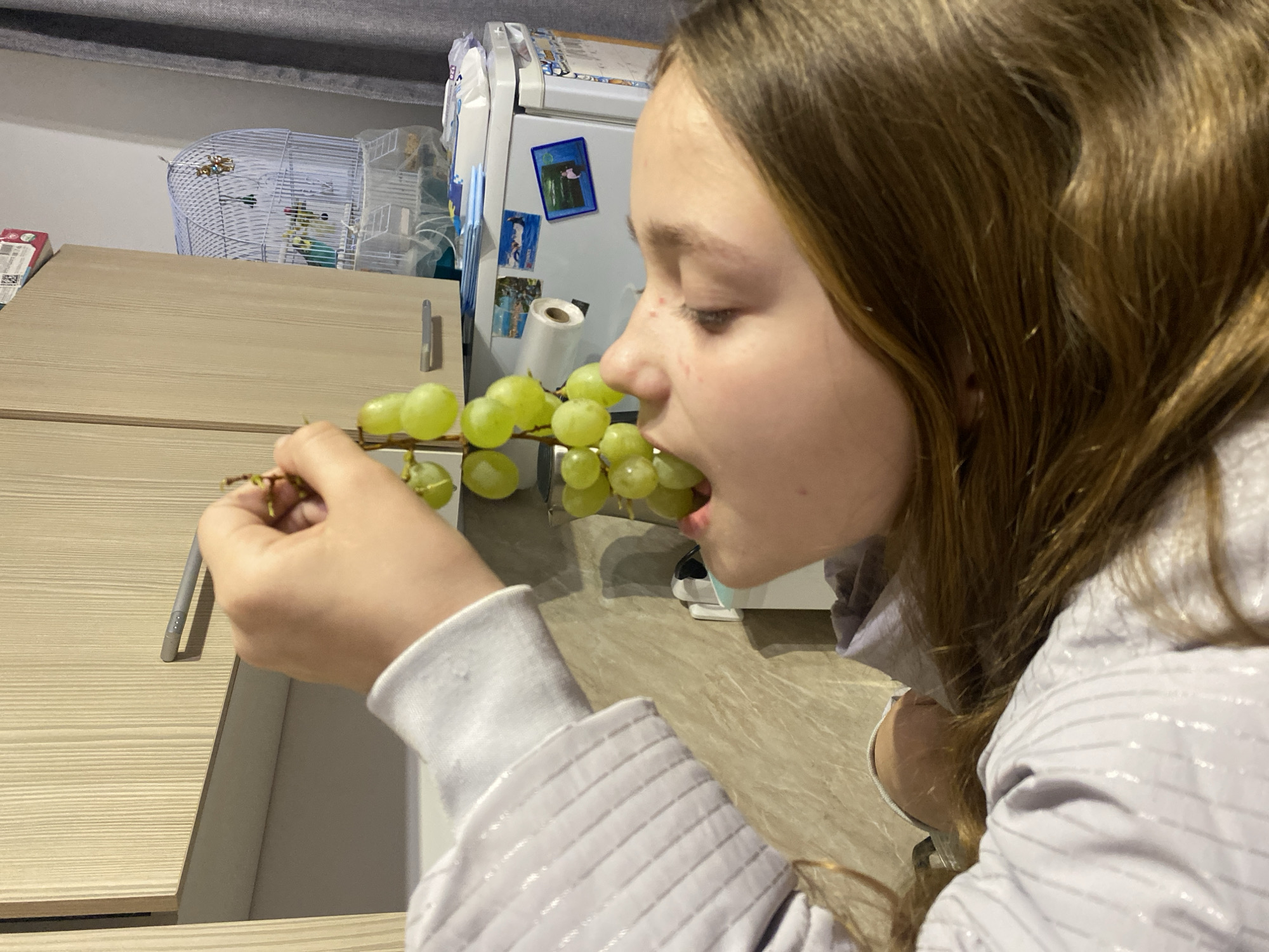 A young person, likely a girl with long, light brown hair, is captured in profile, focused on eating green grapes. She holds a vine laden with ripe green grapes in her left hand and is biting into them. She is wearing a light-colored, possibly light purple or grey, long-sleeved top with subtle textured stripes.
The scene unfolds indoors, presumably in a kitchen or dining area of a home in Krasnodar, Russia. The background features light wood-patterned cabinets or furniture. A white refrigerator is visible, adorned with several small magnets, and a roll of paper towels or similar item is attached to its side. In the deeper background, a white wire bird cage houses a light green parakeet. A slim, silver, pen-like object stands upright on the wooden surface near the girl's hand.
The activity is a simple, everyday act of enjoying fresh fruit. The lighting is soft and ambient, suggesting an indoor setting without strong natural light cues. The person appears calm and concentrated on her snack. No specific time of day is indicated. There is no clearly legible text visible in the image.