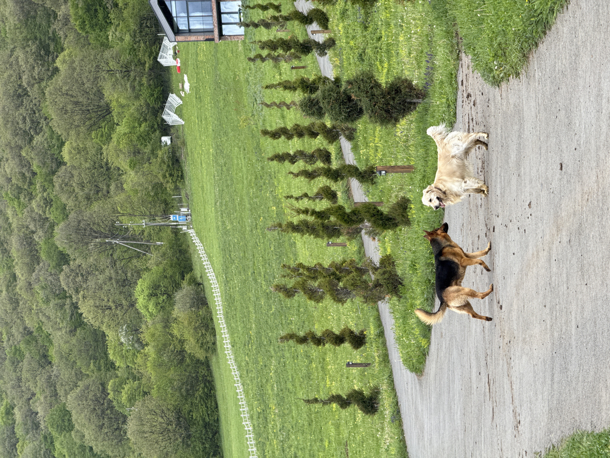 In Dsegh, Armenia, a golden retriever and a German shepherd stand on a paved path. The path is bordered by a mowed green lawn dotted with small yellow flowers and decorative spiral-shaped trees. A white fence parallels the lawn, separating it from a dense forest. In the background is a modern house with large windows. Overhead power lines are visible in the distance.