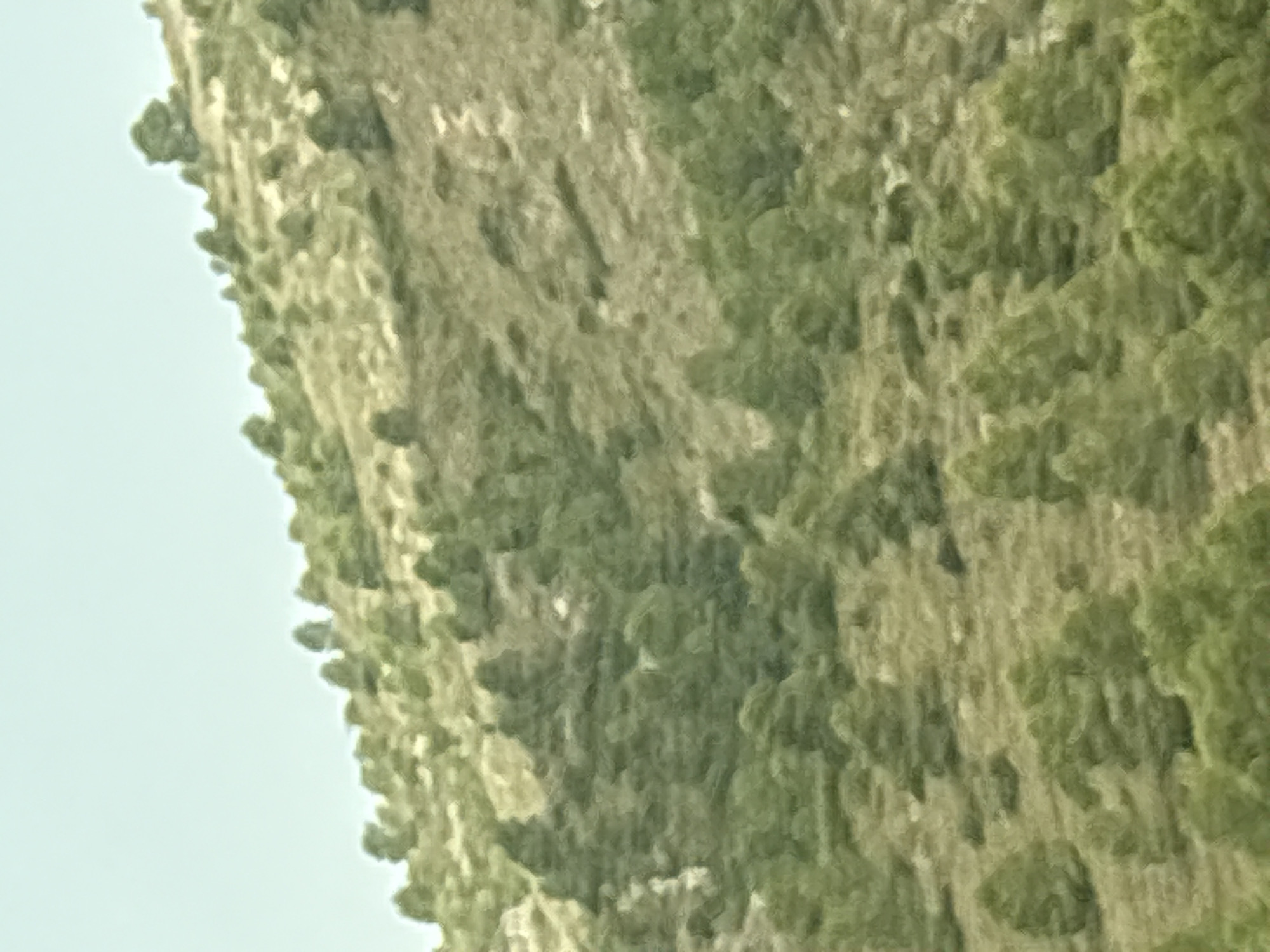 The image is a medium-shot, horizontal photograph of a sparsely vegetated, rolling hillside under a clear, pale blue sky. The hillside is covered in dry, light-brown grass with scattered patches of green shrubbery and small trees. The vegetation appears to be typical of a Mediterranean climate. The perspective is from below, looking up towards the crest of the hill. There are no people or man-made structures visible in the frame. The scene is natural and undeveloped, suggesting a rural or natural area. The location in Moixent/Mogente, Spain is consistent with such a landscape, as the municipality contains extensive rural and natural areas with hills and scrub vegetation.