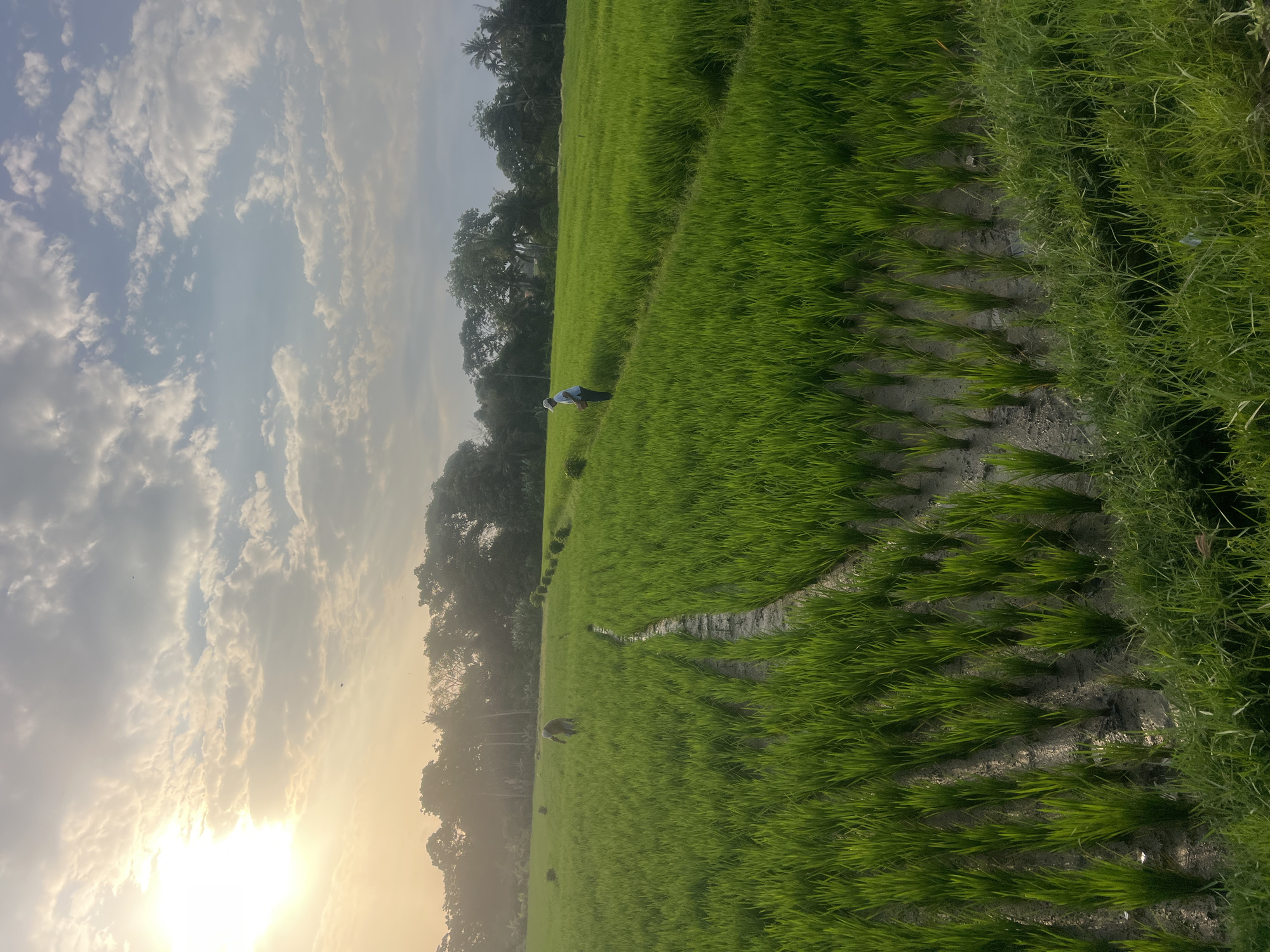 The image captures a rural scene in Kediri, Indonesia, likely during a sunrise or sunset. A vast, green rice paddy dominates the foreground, with rows of young rice plants stretching towards a treeline in the distance. A narrow, muddy path winds through the paddy, suggesting a working farm. Two individuals are visible in the field: one in the mid-ground, bent over, seemingly tending to the crops, and another further back, also engaged in agricultural work. The sky above is partly cloudy, with the sun casting a warm, golden light that illuminates the scene. The atmosphere appears serene and peaceful.