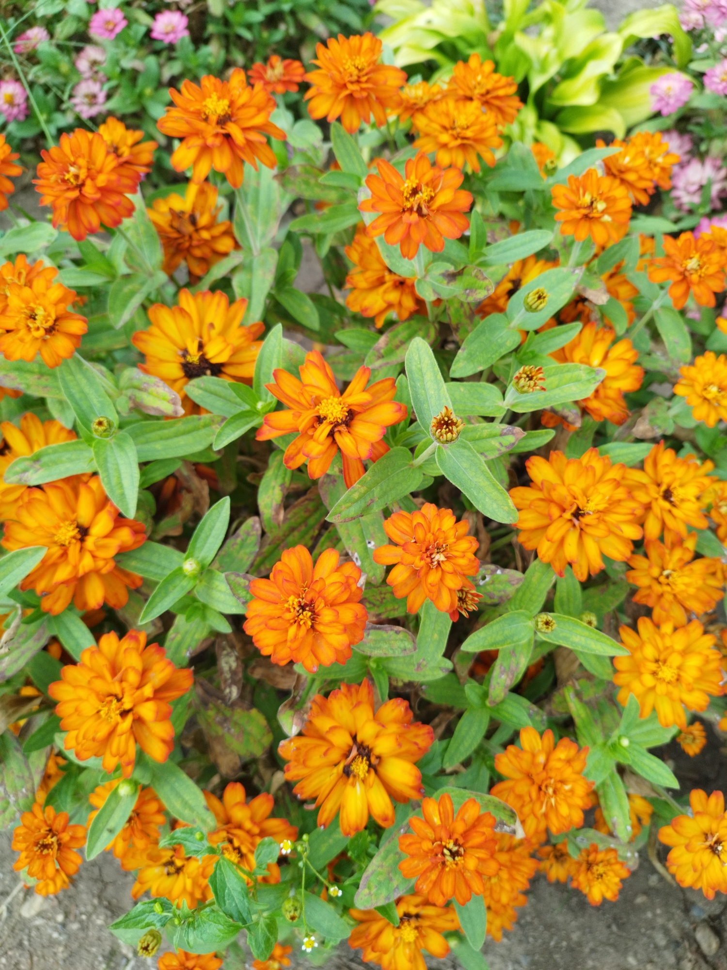 This image shows a close-up, overhead view of a densely packed bed of vibrant orange zinnias in bloom. The flowers are the primary subject, with their petals layered and unfurling around dark centers. Green foliage, including stems and leaves, is interspersed throughout the frame, providing a backdrop and contrast to the bright orange blossoms. Some of the leaves show slight discoloration, possibly indicating natural aging or minor environmental stress. The overall impression is one of a thriving garden area. The image does not contain any discernible landmarks or features that would allow for a precise location within Bucharest, Romania. There are no people, actions, or interactions depicted. The environment appears to be outdoors, consistent with a garden setting.