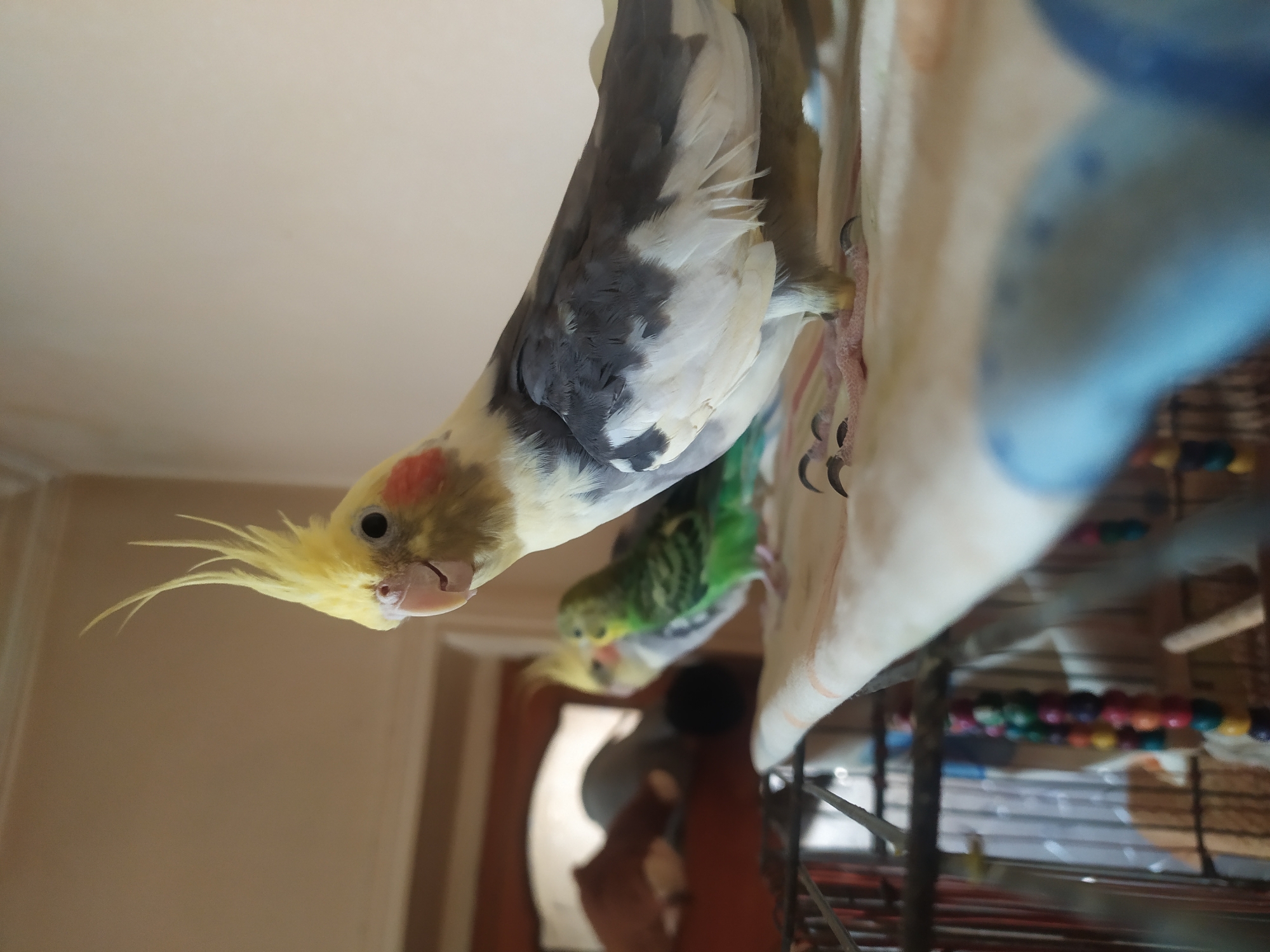 The image displays three birds on what appears to be the top of a cage. The bird in the foreground is a cockatiel with a yellow crest, white and gray feathers, and pink cheek patches. It is looking towards the camera. Behind it are two budgerigars, one green and one light green and grey, also on the cage top. The background is out of focus, showing a wall and possibly a doorway with reflections. The scene is indoors, likely in a residential setting, but there is no information about the city of Bilajari, Azerbaijan present in the image.