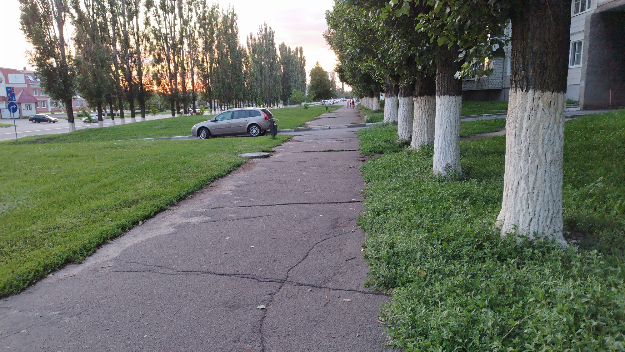 The image shows a paved sidewalk with a grassy area on either side in Stary Oskol, Russia. A row of trees with their lower trunks painted white lines the right side of the sidewalk. In the background, there are buildings, a road with cars, and more trees. The sky is a soft pink and orange, suggesting either sunrise or sunset. The scene appears to be a residential area or a park.