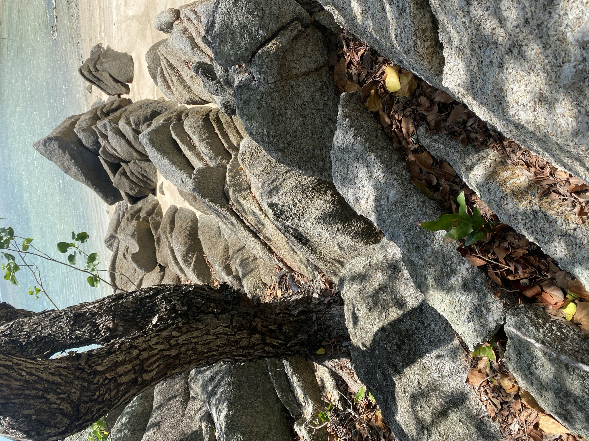 The image shows a rocky landscape with a tree trunk and foliage. The scene includes large granite rocks, some with crevices filled with dried leaves. A tree trunk with green-leaved branches is visible, partially obscuring the rocks. In the background, there is a beach with light-colored sand and calm, clear water. The image's orientation is slightly off-kilter, appearing as if it's been rotated counter-clockwise. Based on the prompt, the location is likely in Ban Haad Rin, Thailand.