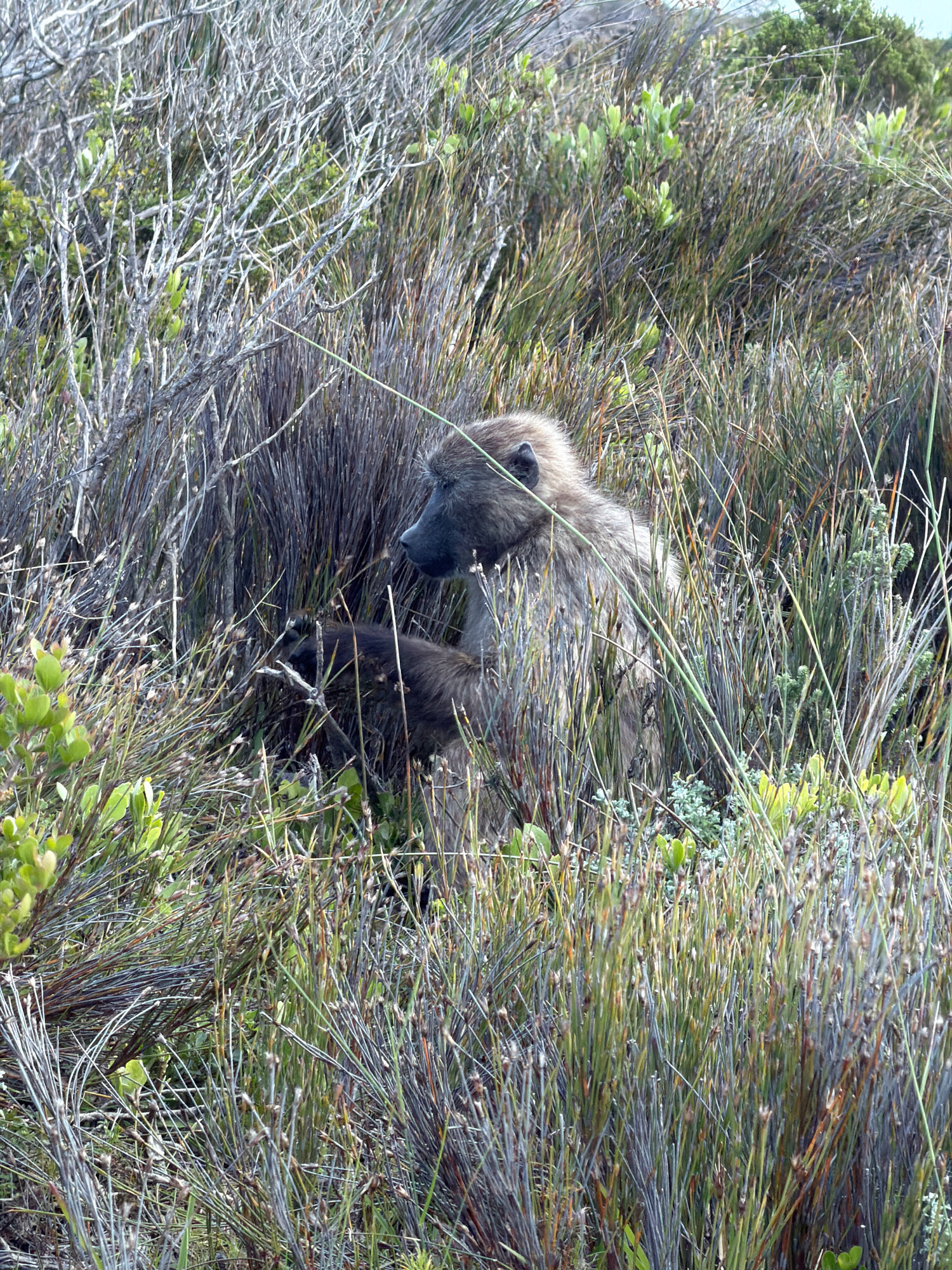 The image shows two baboons in a densely vegetated natural environment. The larger baboon is facing to the right, with its head turned slightly, and appears to be looking out into the distance. Its fur is a mix of grey and brown. A smaller baboon, mostly obscured by the larger one and vegetation, is nestled close to its side, possibly a juvenile or infant. The surrounding environment consists of tall, dry grasses, thin woody stems, and some green foliage, suggesting a fynbos or similar coastal scrubland. The lighting indicates it is daytime, likely outdoors. Given the presence of baboons and this type of vegetation, the location is likely within a nature reserve or park area near Cape Town, South Africa, such as the Cape Peninsula National Park.