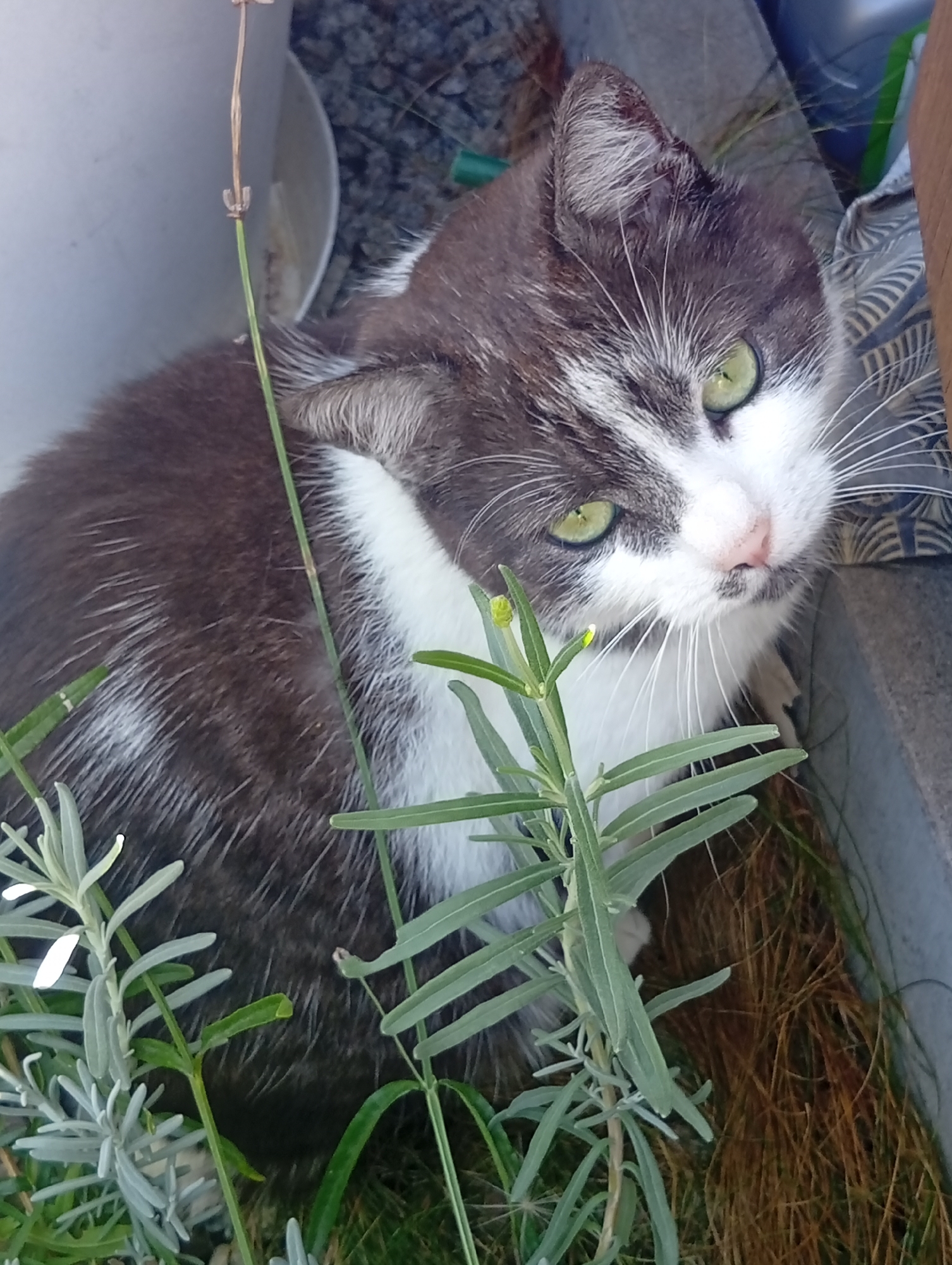 A gray and white cat with green eyes is looking at the camera, partially obscured by green plants. The cat is positioned outdoors, with a gray, textured surface and dry grass visible in the background. This image was taken in Domaszczyn, Poland.