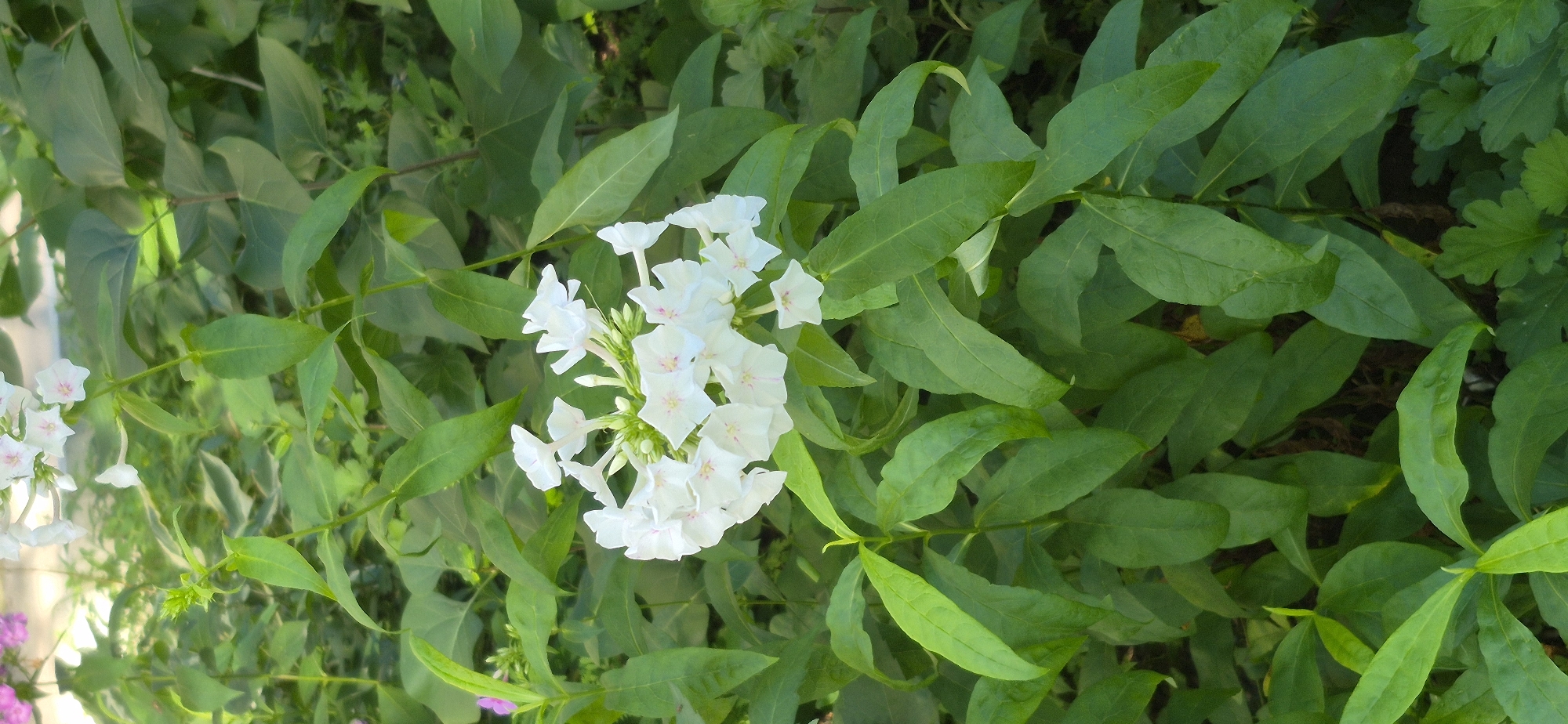 A close-up, eye-level shot captures a cluster of delicate white phlox flowers with hints of pink at their centers, blooming amidst lush green foliage. The flowers are the central focus, arranged in a rounded bunch on slender stems. The surrounding leaves are various shades of green, some glossy, some matte, with a few unfurling new shoots. The background is a soft blur of more greenery, suggesting a garden or natural setting. There are no people or animals visible in the image. The scene is peaceful and serene, bathed in natural light. The location is a garden in the city of Ussurijsk, Russia.