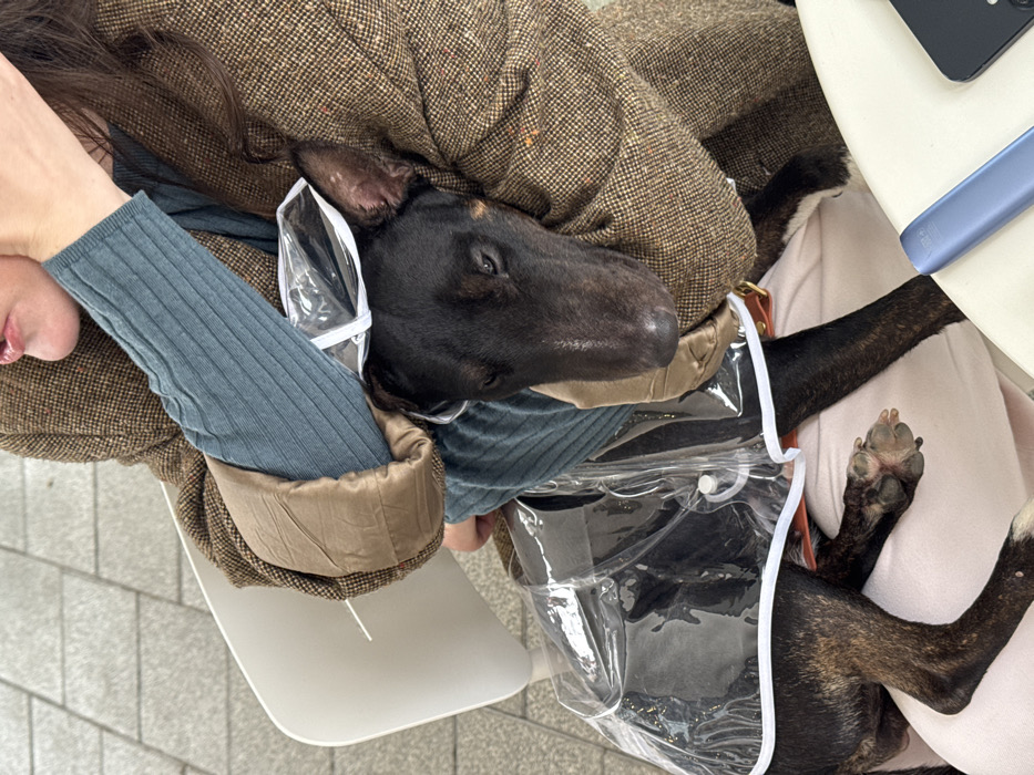 The scene depicts an outdoor setting in Tel-Aviv, Israel, featuring a partially visible individual seated and holding a dog. The individual wears a brown tweed-patterned jacket over a teal ribbed long-sleeved shirt and light pink trousers. Their right arm is around the dog, while the lower portion of their face, including the chin and mouth, is visible.
A medium-sized dog, primarily black with some brindle markings on its legs, rests on the person's lap. The dog has pointed ears, an elongated snout, and is wearing a transparent plastic raincoat with white trim, along with a brown leather collar. Its eyes appear partially closed.
A white, modern-style chair is visible to the left. On a white table surface in the lower right quadrant of the frame, a dark-colored smartphone and a light blue elongated vaping device are positioned. The ground consists of light grey interlocking paving stones.