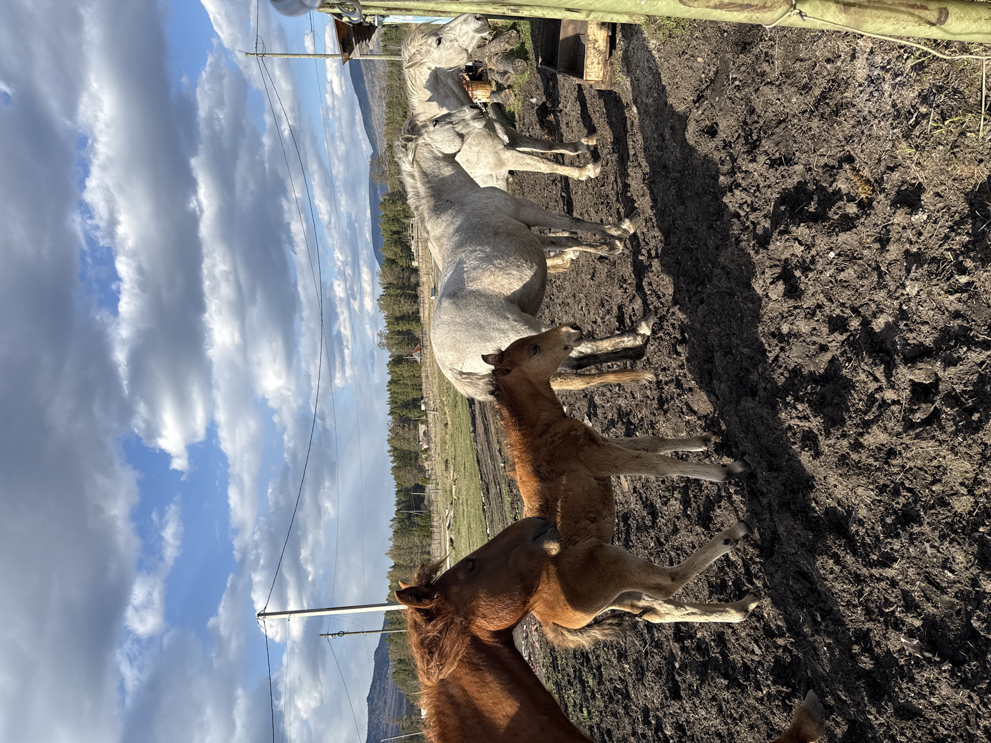 The image depicts a rural outdoor scene featuring four horses within a muddy enclosure, set against a backdrop of natural landscapes under a partly cloudy sky.

In the foreground, on the left, is the head and part of the body of a reddish-brown horse. Immediately to its right and slightly further back, a light brown or tan foal stands, looking towards the left. Behind these, in the mid-ground, are two light grey or white adult horses standing close together, with the one further back partially obscured. The ground in the enclosure is heavily disturbed and muddy, displaying dark, damp earth and minimal sparse grass.

The background reveals a expansive natural environment. Distant mountains or hills, densely covered with green pine forests, stretch across the horizon. The sky is bright blue with large, white and grey cumulus clouds, indicating a mix of sun and clouds. Sunlight is evident, casting distinct shadows on the muddy ground, suggesting a daytime setting, possibly mid-morning or late afternoon.

Man-made structures include a rustic green fence or barrier along the far right edge of the frame. Two utility poles with power lines traverse the left side of the image, extending into the distance. There is no visible text. The scene is consistent with a rural setting in Tyulyuk, Russia.