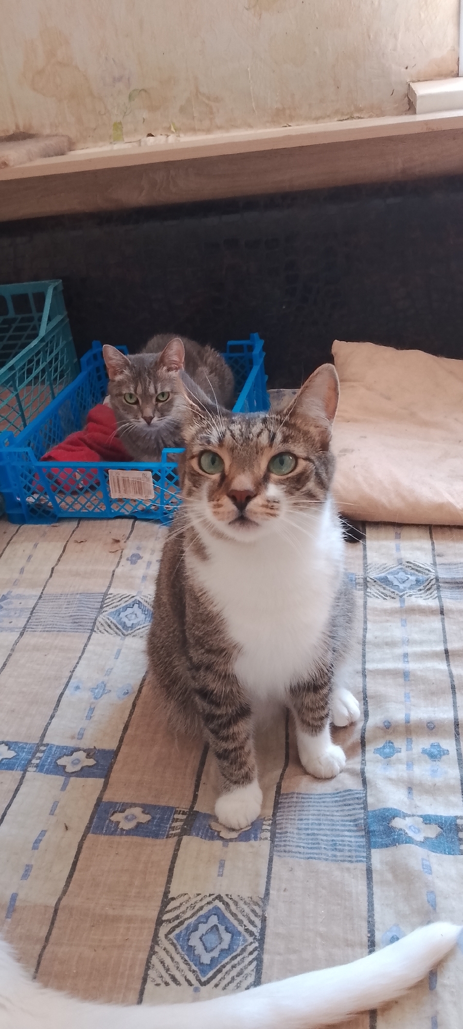 Two domestic cats are pictured indoors. The cat in the foreground is a tabby and white cat sitting on a checkered blanket. It is facing the camera and has green eyes. The second cat, a gray tabby, is in the background, sitting in a blue plastic crate with a red object underneath it. This cat is also facing the camera and has green eyes. The background appears to be a wall and a wooden surface.