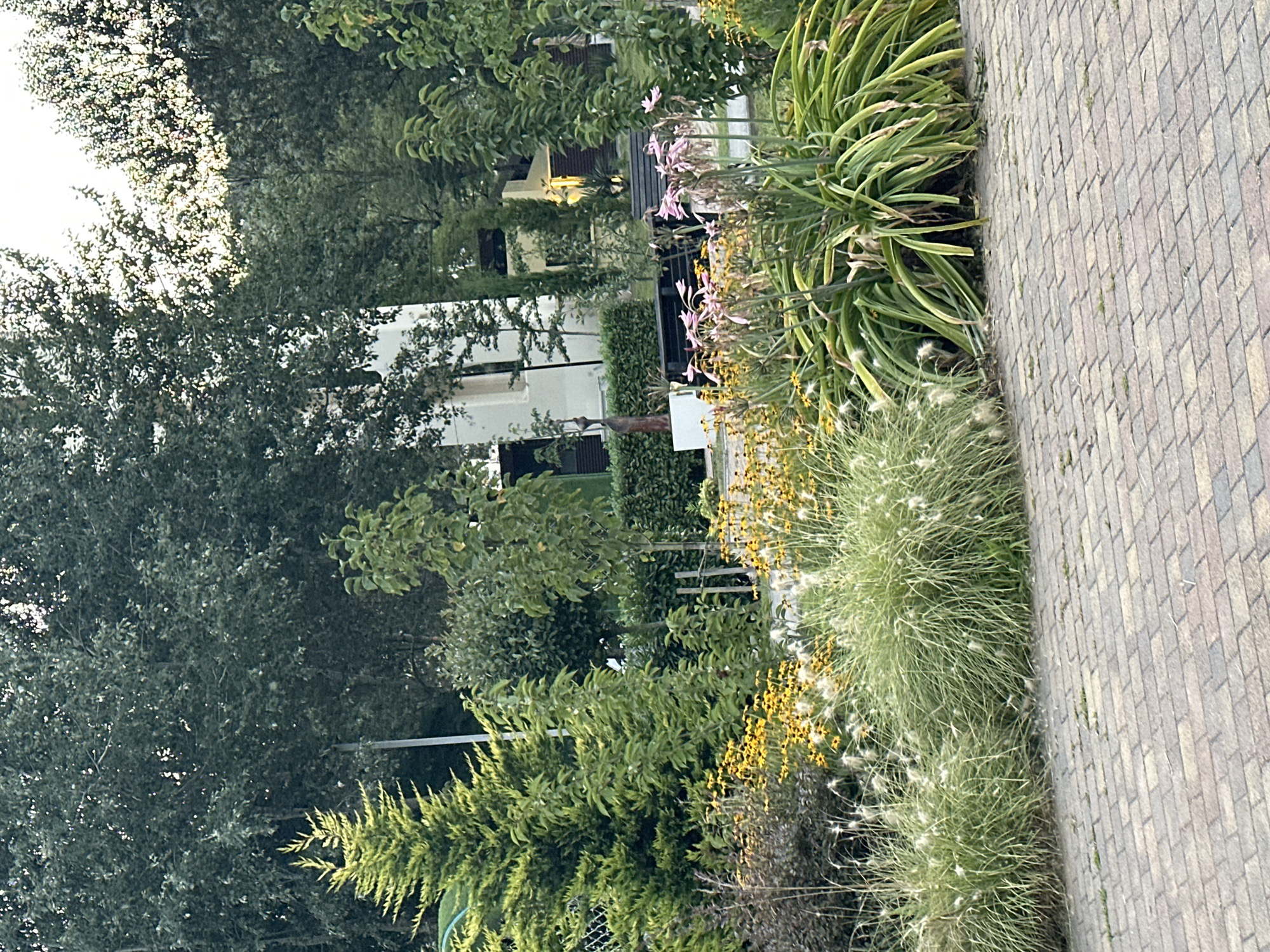 In Sochi, Russia, a paved walkway made of reddish-brown rectangular bricks runs horizontally across the foreground. Beyond the walkway, a lush garden features a variety of plants. Tall, feathery green grasses with wispy white tops dominate the mid-ground, interspersed with clusters of bright yellow flowers with dark centers. To the right, a large plant with long, sword-like green leaves is visible, with delicate pink flowers with pointed petals emerging from its center. Behind this, a dark green, almost black, shrub with thin leaves is present. Further back, more mature trees with dense, dark green foliage create a backdrop. A white building with several stories and a light-colored facade is partially visible behind the trees on the left, and a smaller light-colored structure with a darker roof is seen on the right. Two dark benches are positioned in the garden area. The overall scene depicts a well-maintained garden setting with a paved pathway in a temperate climate.