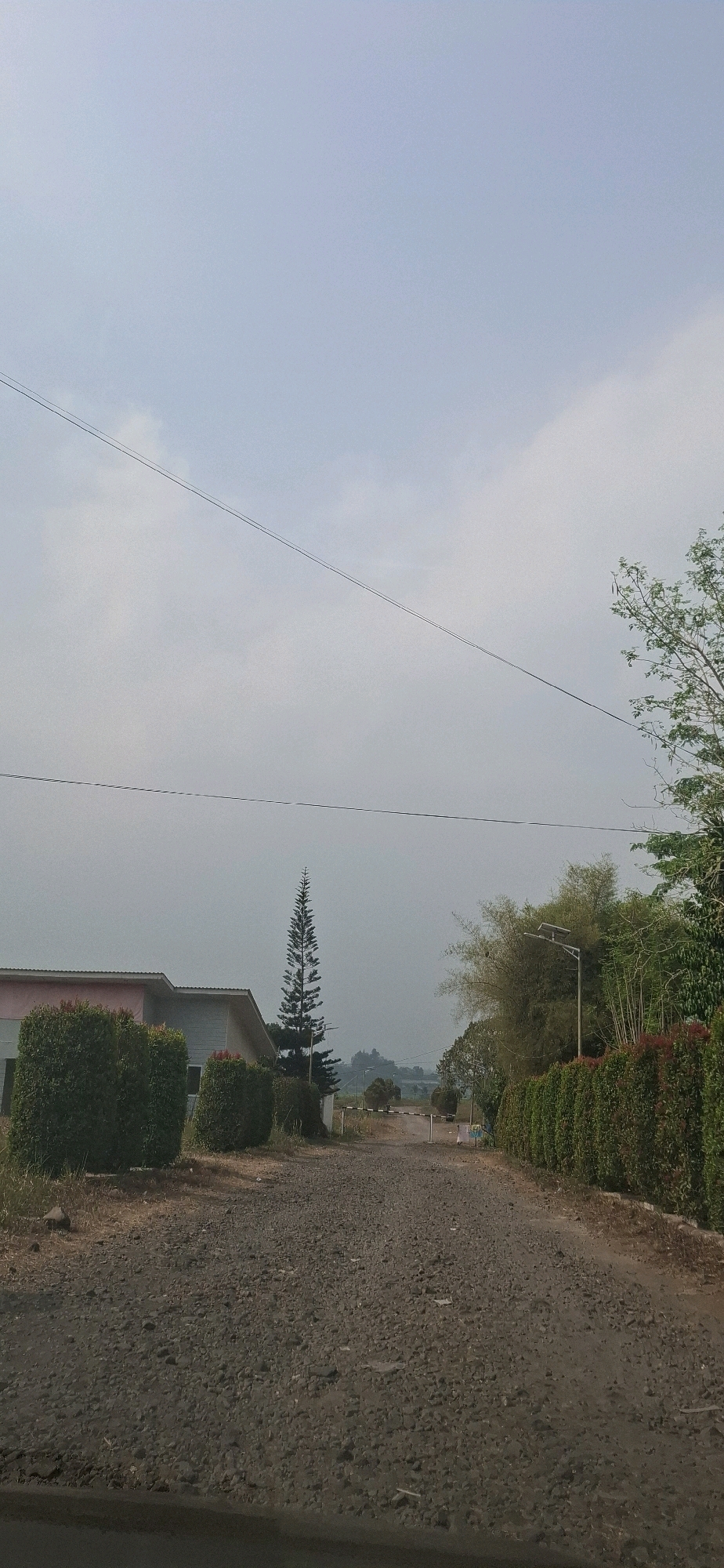 The image depicts a road leading through a vegetated area in Cibinong Hilir, Indonesia. The road appears to be made of gravel and is lined with manicured hedges on both sides. On the left, there is a building with a light-colored facade and a pink trim. A tall, slender pine tree stands prominently near the building. On the right, a dense green hedge is visible, with some red-leafed plants interspersed. Further down the road, a solar-powered street lamp is present, surrounded by bamboo-like vegetation. In the distance, a gate or barrier is visible across the road, and rolling hills can be seen under a pale, overcast sky. The overall scene suggests a quiet, possibly residential or an estate-like environment.