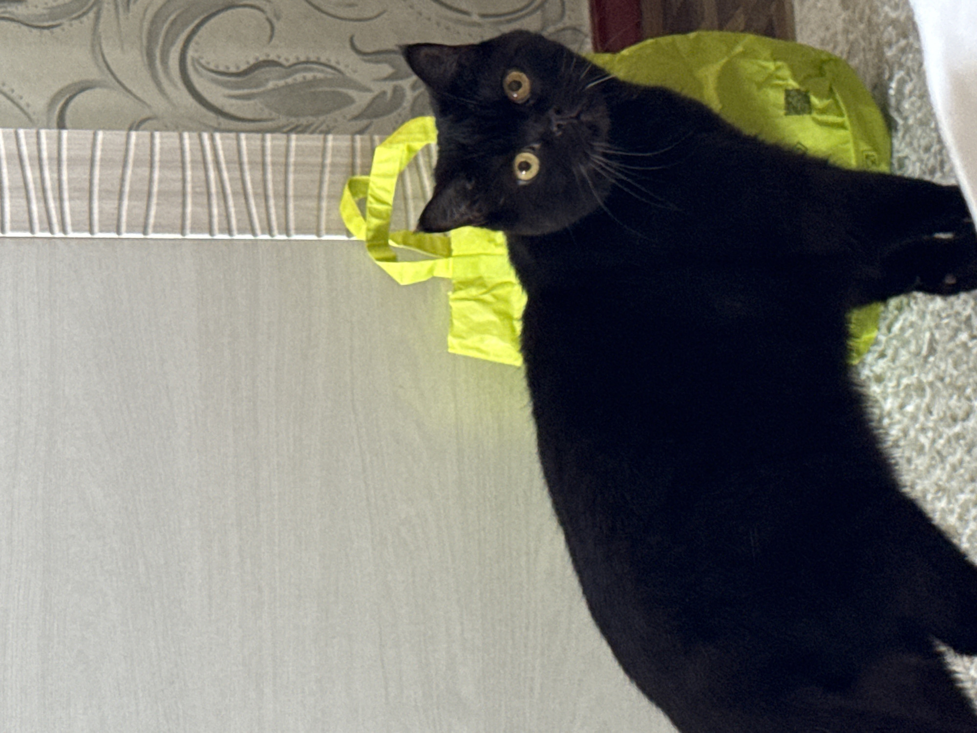 A black cat with round yellow eyes is standing in front of a light gray wall and a yellow bag. The cat is positioned in the foreground, facing the viewer. The background includes a textured panel with horizontal lines and wallpaper with a floral pattern. The floor appears to be carpeted with a light-colored rug. The scene is indoors, likely in a residential setting.