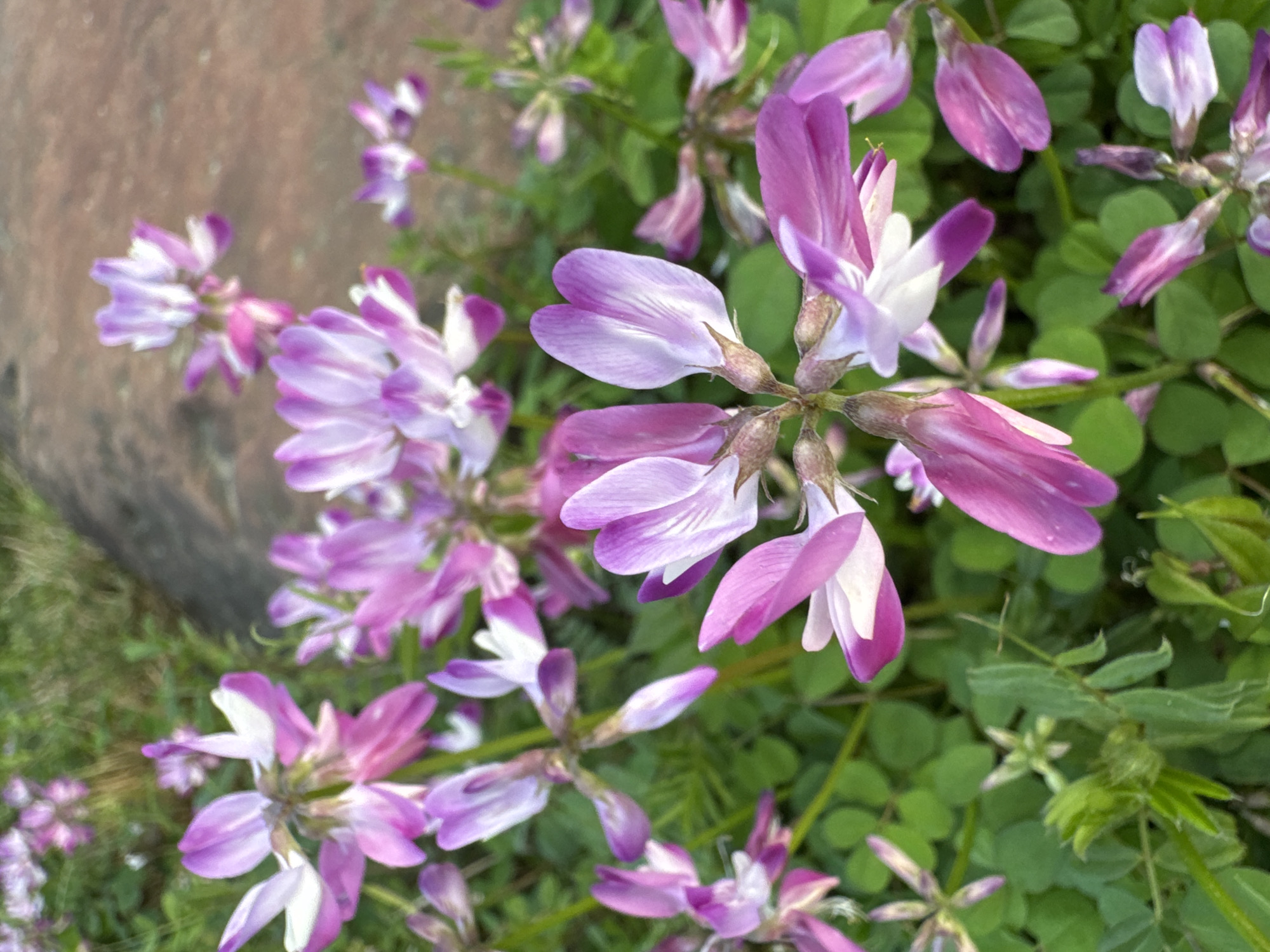 The scene depicts a close-up, ground-level view of numerous flowering plants located in Wulingyuan, China. The primary subjects are multiple small flowers, each possessing bicolored petals that transition from a vibrant pink-purple to white. These flowers are arranged in clusters on slender green stems, emerging from a dense bed of small, deep green foliage, many leaves appearing trifoliate. The plants exhibit robust growth. The background is softly blurred, revealing more green vegetation and a reddish-brown ground surface, possibly a path or bare earth. Natural daylight illuminates the entire scene. There are no people, animals, or overt actions or interactions visible within the frame.