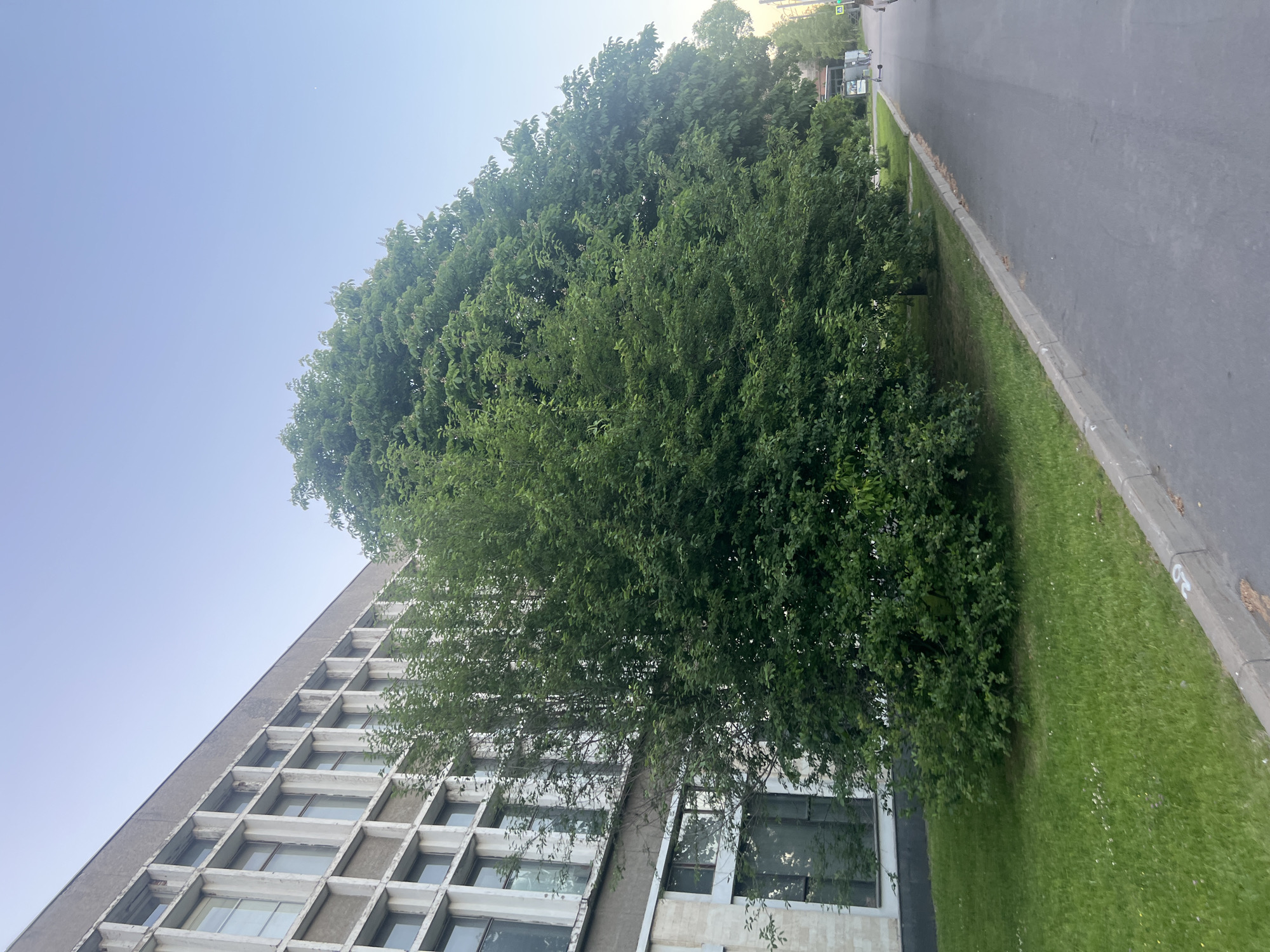 This image depicts an outdoor urban or semi-urban scene in Unknown, Russia, under a clear, light blue sky.
On the left, a multi-story building with a grey concrete facade features a grid of recessed windows framed by lighter-colored vertical and horizontal elements. The building exhibits signs of wear and age, including discoloration and chipped surfaces. Its lower section is constructed with lighter-toned stone or paneling above a dark base.
A dense line of green deciduous trees and shrubs runs parallel to the building and the road. The foliage is thick, with some trees, possibly horse chestnuts, displaying nascent flower clusters. A manicured grassy area, containing small white flowers, separates the building from a concrete curb. A dense green bush is situated within the grassy area near the lower windows of the building.
A dark grey asphalt road extends diagonally from the lower right towards the upper right, receding into the distance. The concrete curb alongside the road shows a partially visible marking "29." In the far distance along the right side of the road, urban elements are visible, including what appears to be a bus stop or shelter, several parked scooters or bicycles, and a yellow triangular pedestrian crossing sign with a white 'A' (consistent with Russian road signage). A portion of a white vehicle is also visible at the far right edge of the frame in the distance.
No discernible individuals or specific actions are visible in the foreground or mid-ground. Faint, blurry figures may be present near the distant bus stop. The sky is clear and cloudless, with a very faint white speck visible in the upper right quadrant.
