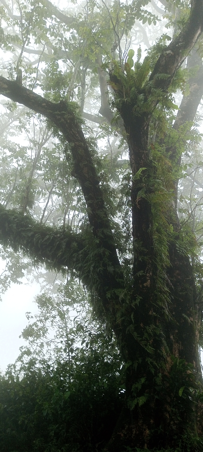 The image displays a dense, verdant forest scene under misty or foggy conditions, situated in Neerveli, Sri Lanka. The foreground is dominated by the robust, dark-barked trunks and thick branches of a large tree, heavily colonized by various epiphytic ferns and mosses, appearing vibrant green. One prominent fern species, possibly a bird's nest fern, is visible growing on a primary branch in the upper-mid section. Smaller branches and foliage of other trees are visible in the background, progressively obscured and blurred by the heavy atmospheric moisture, creating a diffused, light-gray upper backdrop. The lower portion of the image reveals denser, darker green undergrowth or lower canopy foliage. No human figures, animals, or man-made objects are present. No discernible actions or interactions are occurring within the static landscape. The scene conveys a cool, humid, and natural environment.