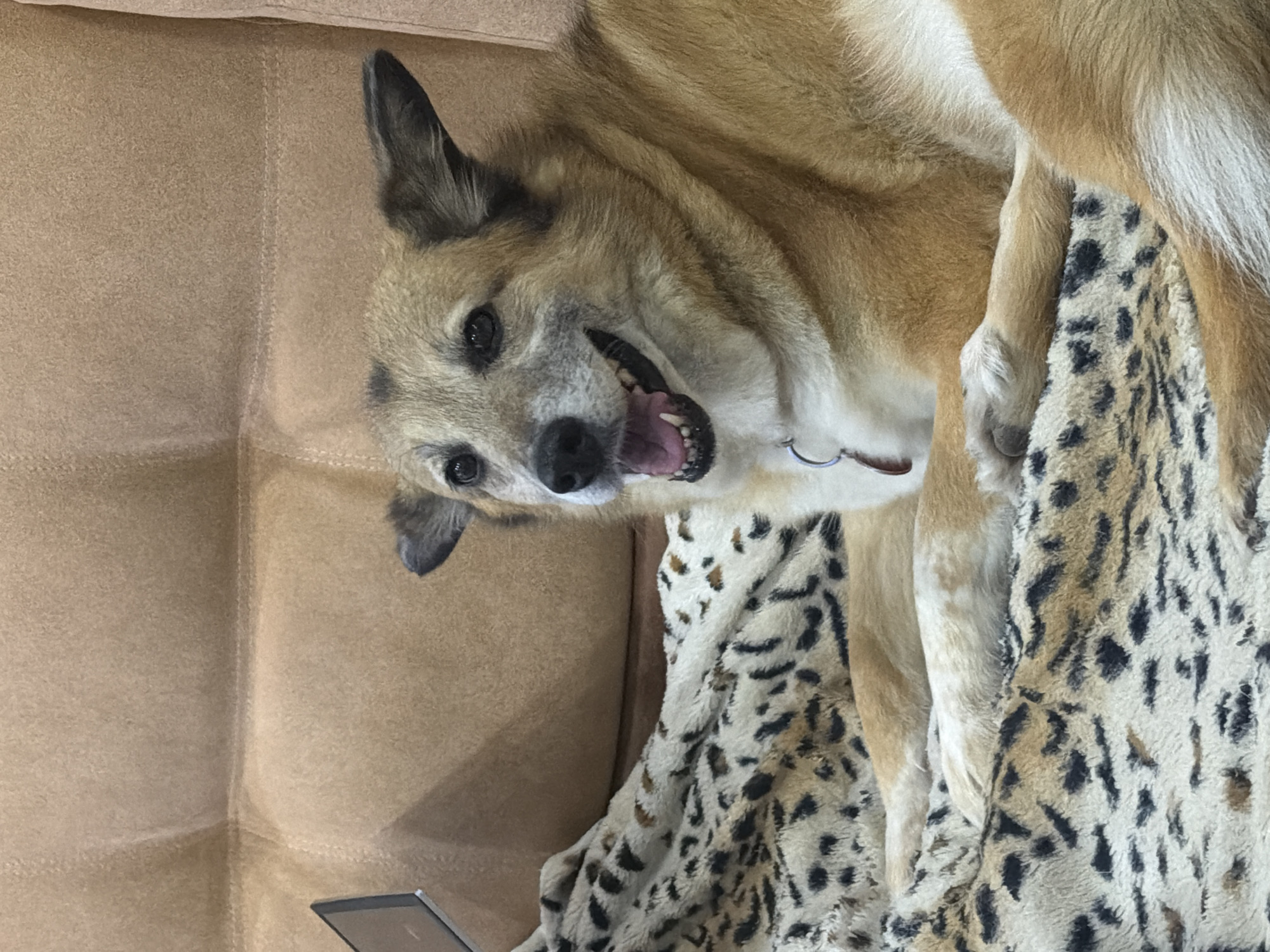 A medium-sized dog with tan and white fur lies on a tan couch with a leopard-print blanket. The dog is looking towards the camera with its mouth open and tongue visible, appearing to be panting or smiling. A silver collar with a reddish tag is around its neck. To the left of the dog, a portion of a tablet or laptop screen is visible, resting on the couch. The background is a tan-colored couch with visible stitching. The image appears to be taken indoors, possibly in a living room. There is no information in the image to suggest the location is Petropavlovsk-Kamchatsky, Russia.