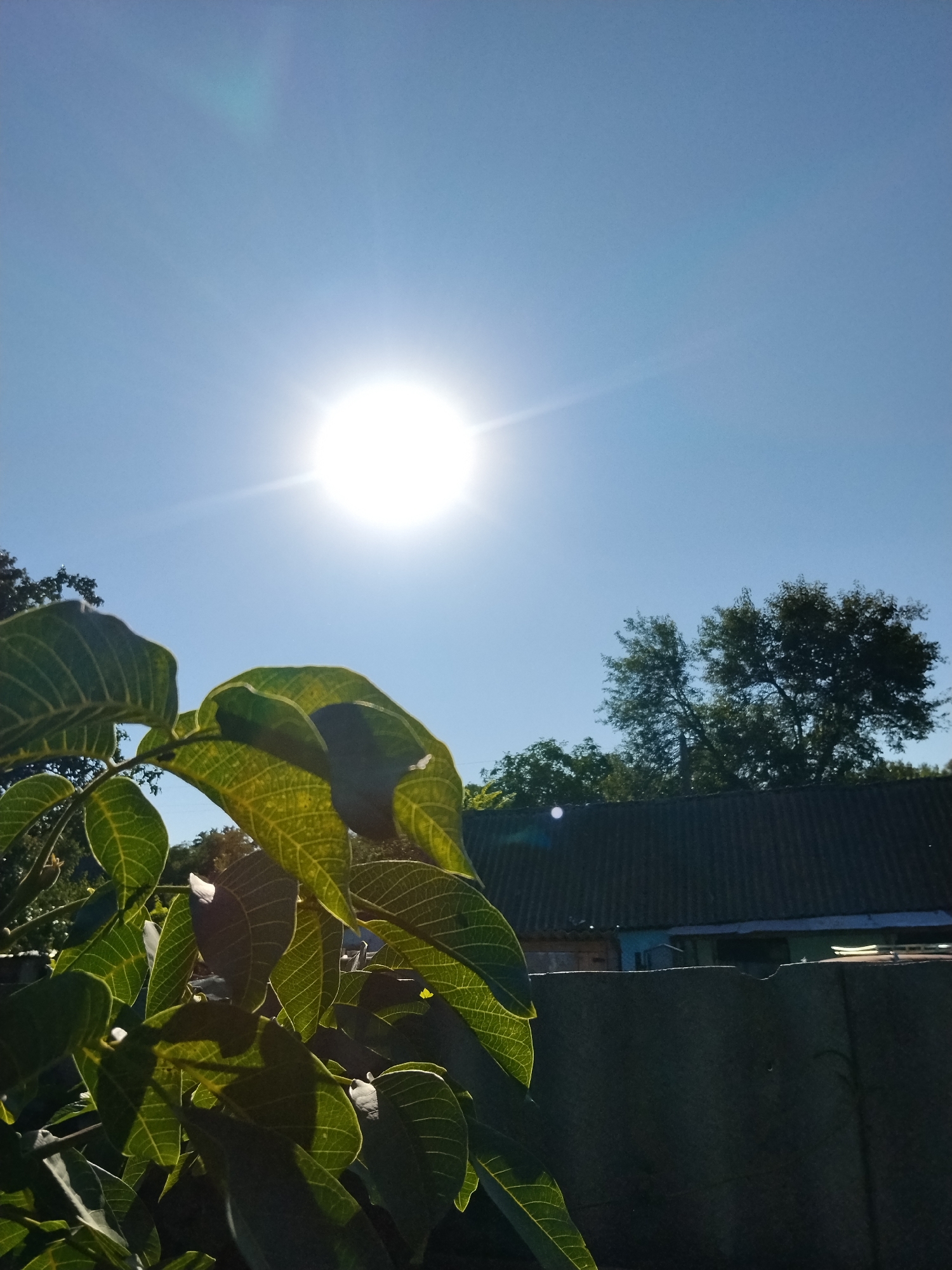 The image captures a bright, sunny day in Ustyvytsia, Ukraine. In the foreground, lush green leaves of a tree are backlit by the sun, creating a vibrant, almost translucent effect on the foliage. The sun itself is a brilliant white orb in a clear blue sky, casting a strong glare and lens flare across the upper portion of the frame.
In the midground, a dark, corrugated roof of a building is visible, partially obscured by trees. The building appears to be a simple structure, possibly a house or outbuilding, with some windows and doors visible. Beyond the roof, more trees form a natural backdrop, their dark green foliage contrasting with the bright sky. The lower part of the image is dominated by a dark, rough-textured surface, likely a fence or wall, that creates a stark boundary in the scene. No people are present in the image. The overall impression is one of a peaceful, rural setting on a clear summer day.