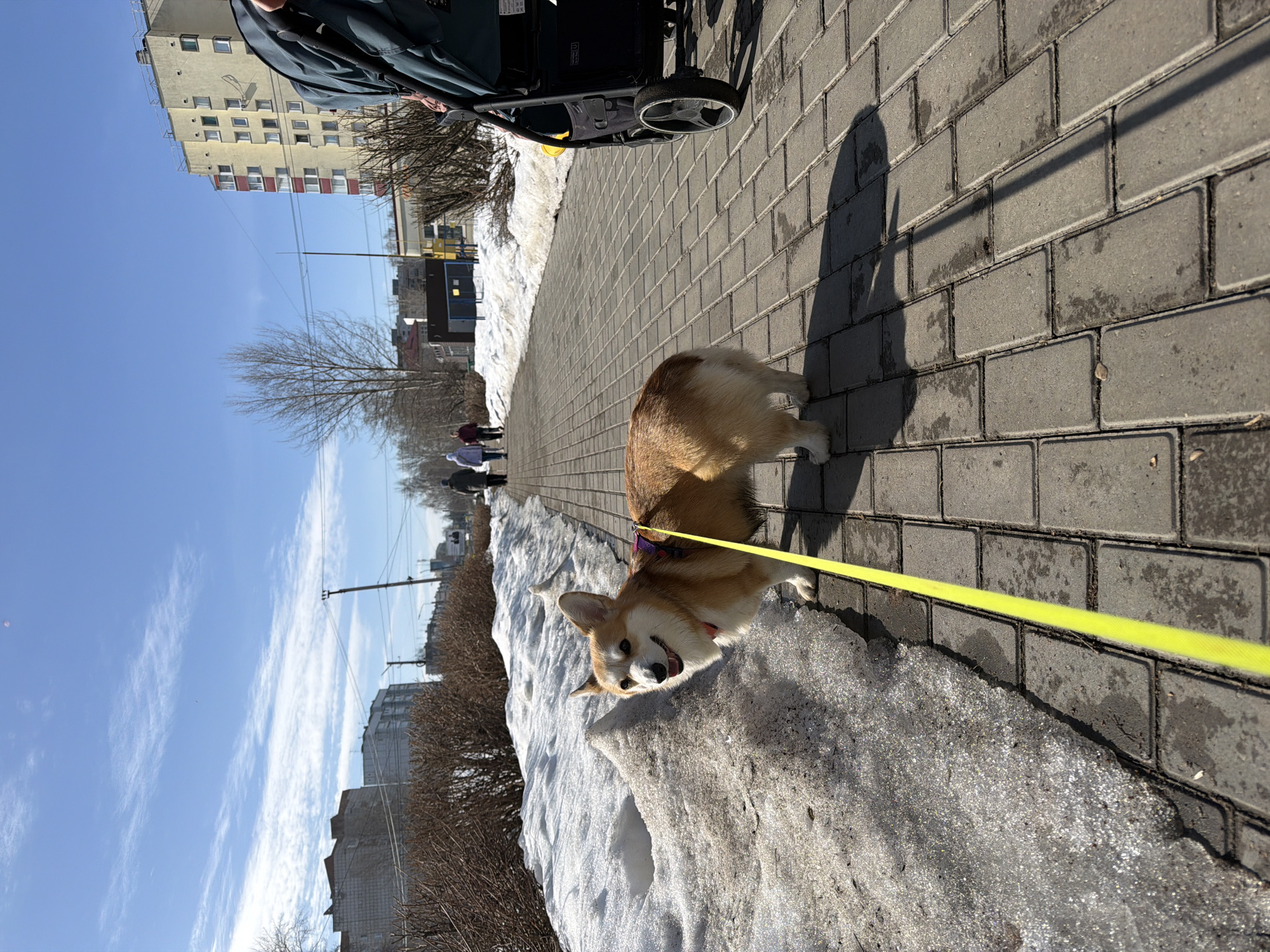 The image captures a sunny urban sidewalk scene in Chaikovsky, Russia, characterized by melting snow. In the foreground, a tan and white Pembroke Welsh Corgi, wearing a purple harness and attached to a bright yellow leash, stands on a grey rectangular paver sidewalk. The dog faces slightly left, displaying a smiling expression with its tongue visible. To the left of the dog, a long, irregular bank of melting, granular snow and ice runs parallel to the sidewalk. To the right, a dark-colored stroller with a visible yellow accent is being pushed by a person, whose dark-clothed upper body and right arm are partially seen on the far right of the frame. Long shadows from the dog, leash, and stroller extend across the sidewalk.
In the midground, a line of bare, brown deciduous bushes separates the sidewalk from the distant elements. Several individuals are walking on the sidewalk further down the path, including one person in a dark coat, two others in lighter colored coats, and another in a dark coat further in the distance. The background consists of multi-story residential buildings, with a notable yellow-painted building on the right and lighter-toned structures to the left. Bare deciduous trees and utility poles with overhead wires are also visible against a clear blue sky with sparse white cirrus clouds.