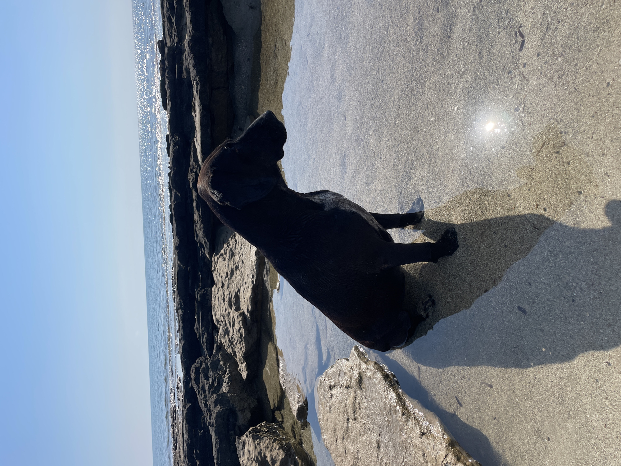 A black Labrador retriever sits partially submerged in a shallow tidal pool on a rocky shoreline. The dog is facing to the right, with its head turned slightly. The water in the pool is clear and reflects the bright blue sky. Several small, dark fish are visible swimming in the pool. The shoreline is composed of dark, jagged rocks, and the sea stretches out to the horizon, with sunlight glinting off the surface. The location is identified as Spathariko, Northern Cyprus / Cyprus.