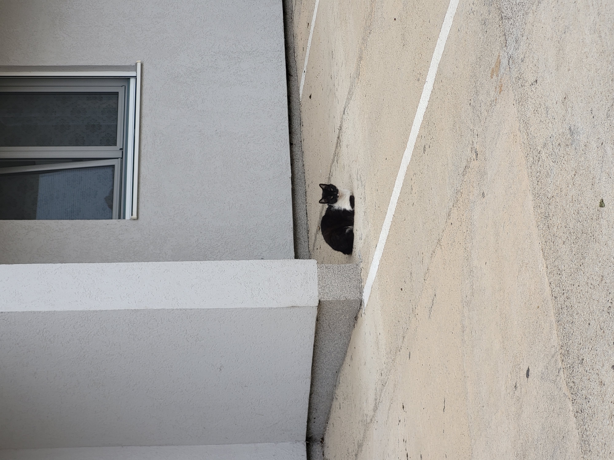 A black and white cat sits between a building and a parking space in Budva, Montenegro. The building has a window and white facade. The parking space is beige concrete with a white painted line.