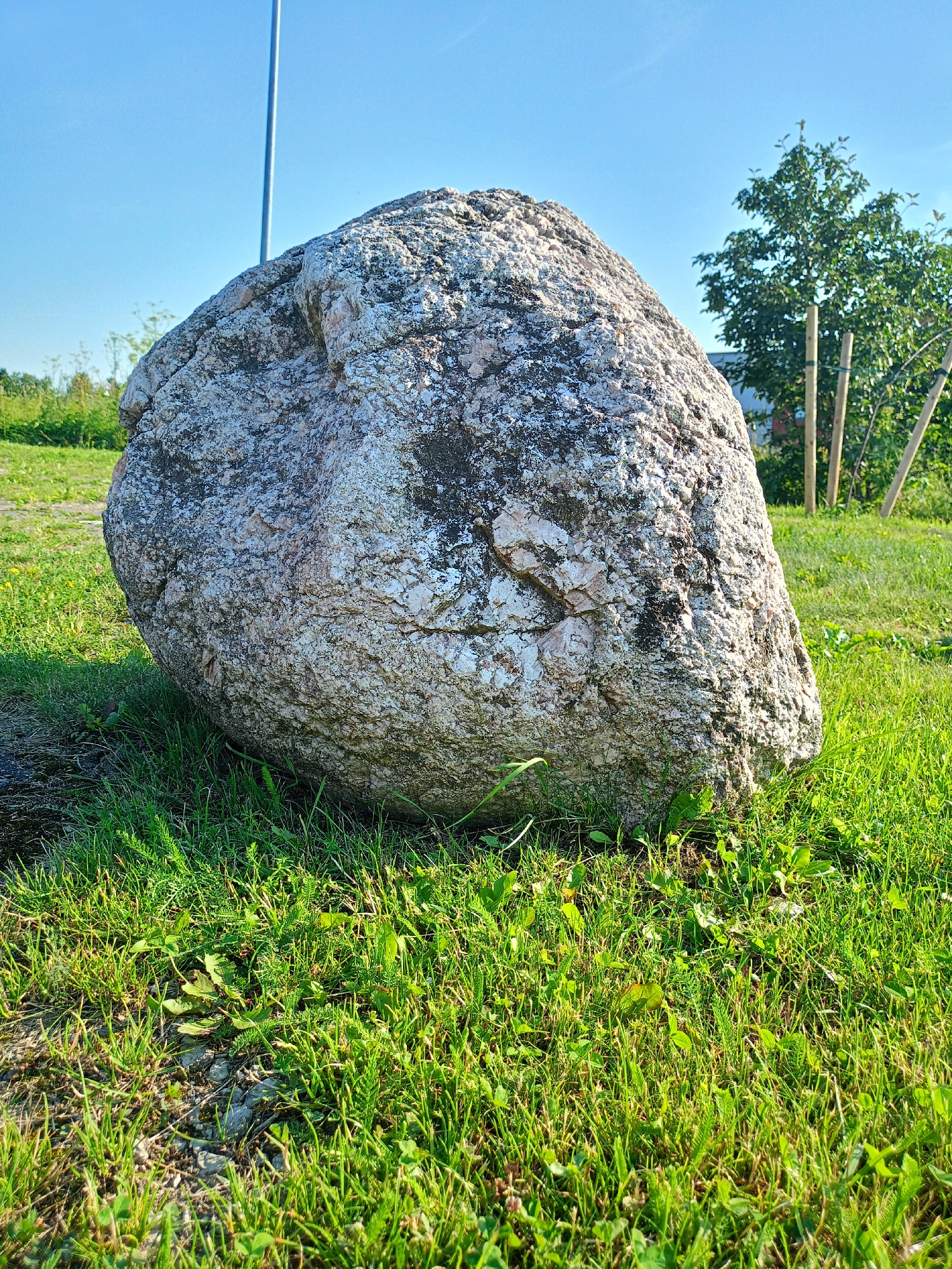 A large, light-colored boulder sits prominently on a patch of green grass under a clear blue sky. The boulder has a rough, textured surface with dark, moss-like patches and lighter, crystalline inclusions. The grass around the boulder is lush and vibrant, with some dry patches and scattered weeds. In the background, a tall, slender metal pole stands vertically, and to the right, a leafy green tree is visible, supported by wooden stakes and twine. The scene suggests an outdoor setting, likely a park or open space, in Peetri alevik, Estonia. The lighting indicates it is daytime, with the sun casting shadows. No people or animals are present in the image.