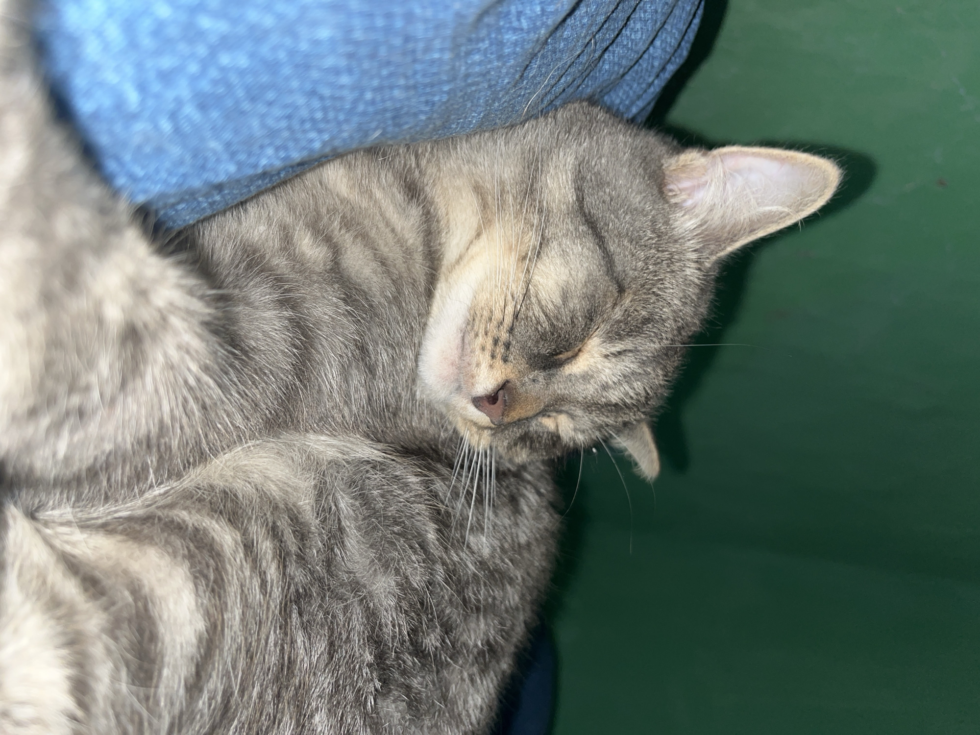 The image shows a close-up of a tabby cat sleeping on a blue surface, likely fabric, with a green background. The cat's eyes are closed, and its fur appears soft and striped. The lighting suggests an indoor environment. There is no visible indication of the city of Nizhny Tagil, Russia, in the image.