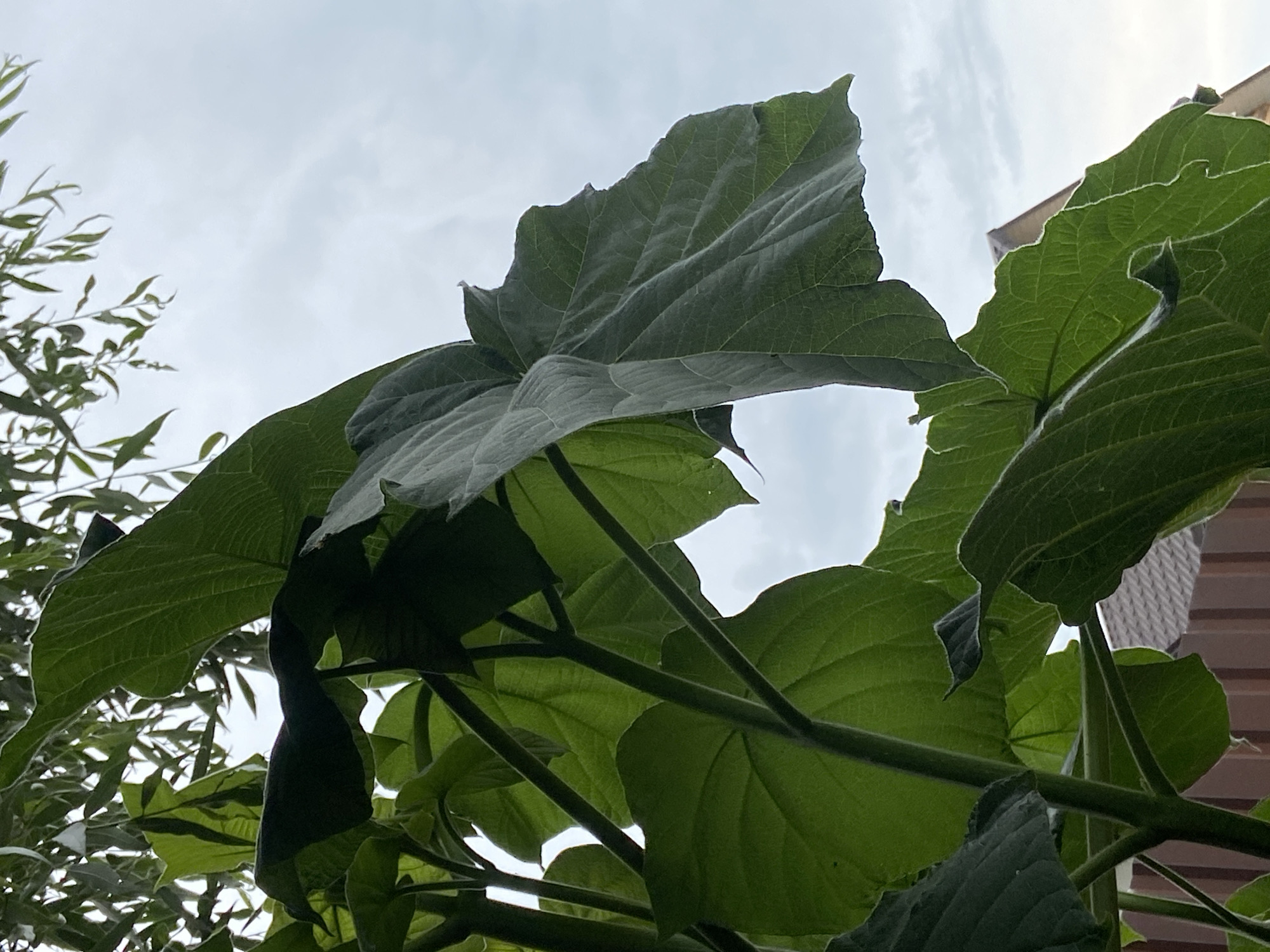 The image shows large green leaves in the foreground, obscuring a view of the sky. The leaves are lush and appear to be part of a tree or large plant. In the background, a brown fence and the roof of a house are visible, suggesting an outdoor urban or suburban setting. The sky is overcast and light. The scene is shot from a low angle, looking upwards.