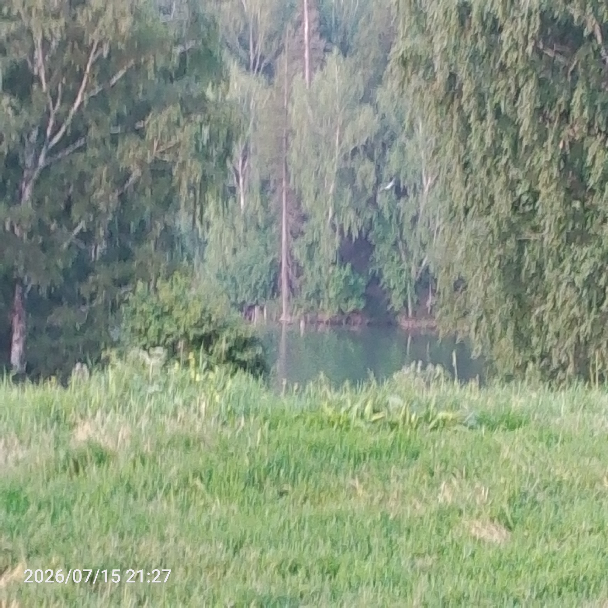 A blurry, vertical outdoor shot shows a body of water surrounded by trees and grass. In the foreground is a field of green grass with a timestamp in the bottom left corner reading "2026/07/15 21:27". Behind the grass is a calm body of water, likely a pond or lake, with trees lining its edge. The trees are a mix of deciduous and evergreen types, with some appearing to be birch trees with white bark. The overall scene is serene and natural. The location is unknown.