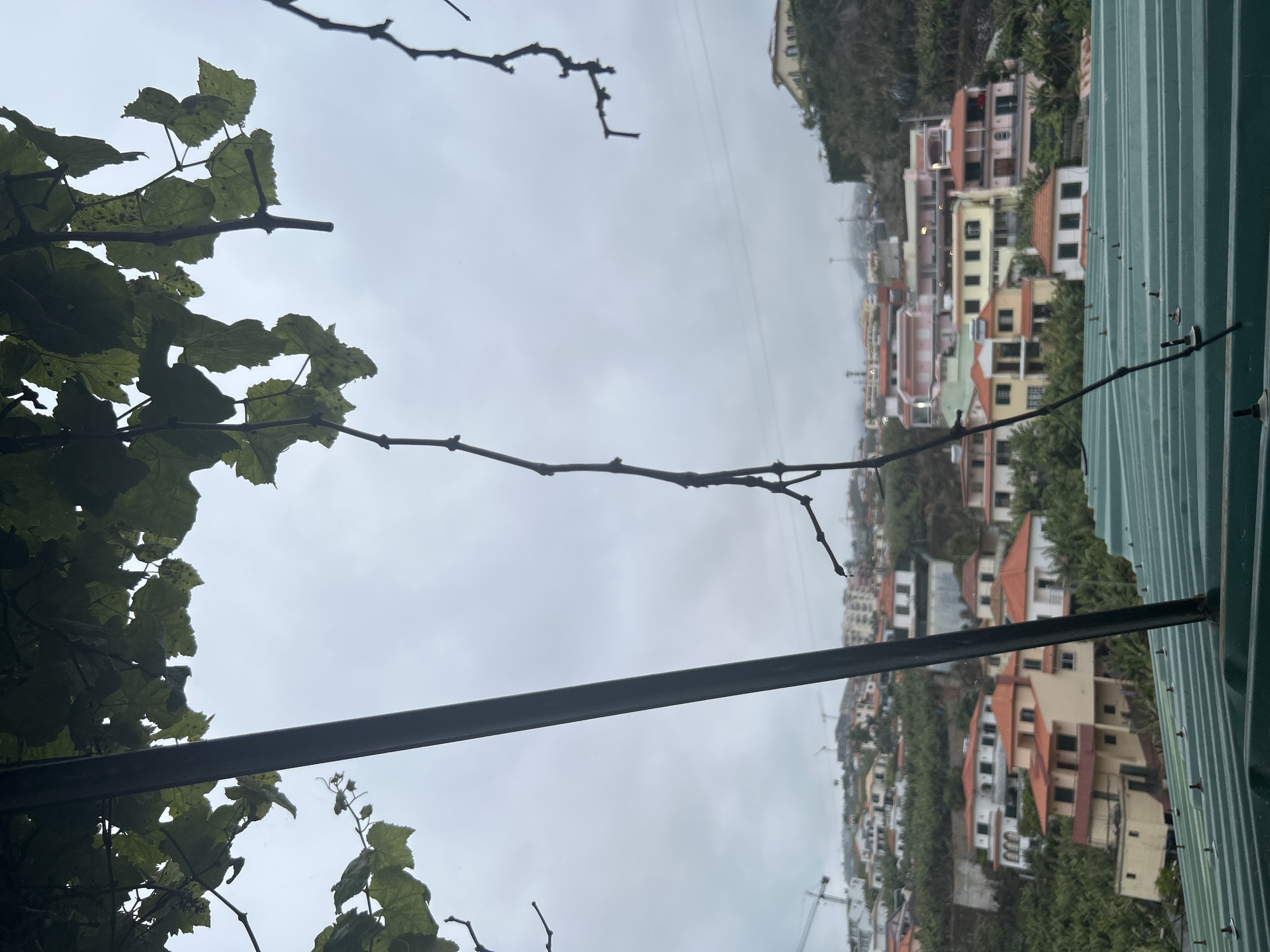 A view from a high vantage point in Câmara de Lobos, Portugal shows residential buildings with orange roofs situated on a hillside, taken from under a green awning. Overhanging greenery obscures the view of the sky. A metal bar runs diagonally across the frame.
