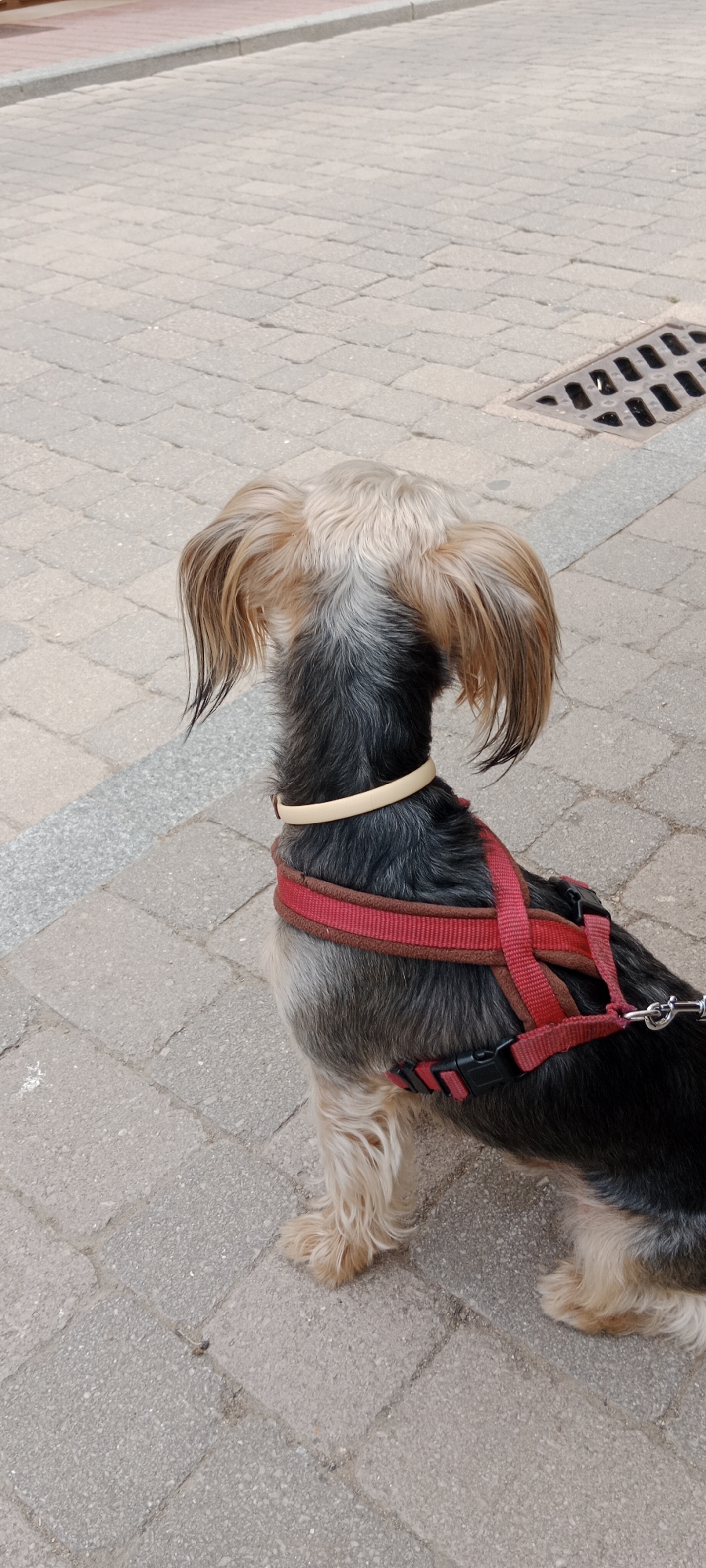 A small dog, possibly a Yorkshire Terrier mix, is shown from the side, facing left. The dog is wearing a red harness and a light-colored collar. Its fur is a mix of black, gray, and tan. The dog is sitting on a paved surface made of rectangular cobblestones. To the right of the dog, a metal grate is visible, set into the pavement. In the background, a curb separates the cobblestone area from a strip of reddish-brown material, likely part of a sidewalk or walkway. The environment suggests an outdoor urban setting. The image was taken in Riaza, Spain.