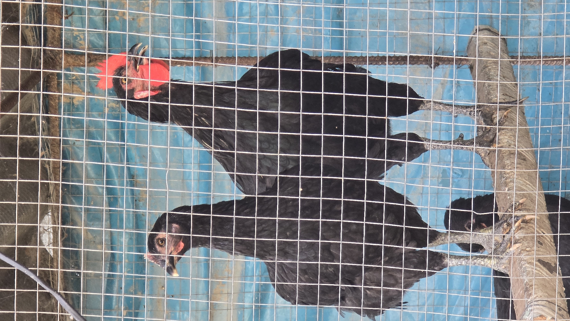 Two black chickens, one with a red comb, stand on a wooden perch inside a wire cage. The background is a blue tarp. The scene appears to be in Kochubaevo, Kyrgyzstan.