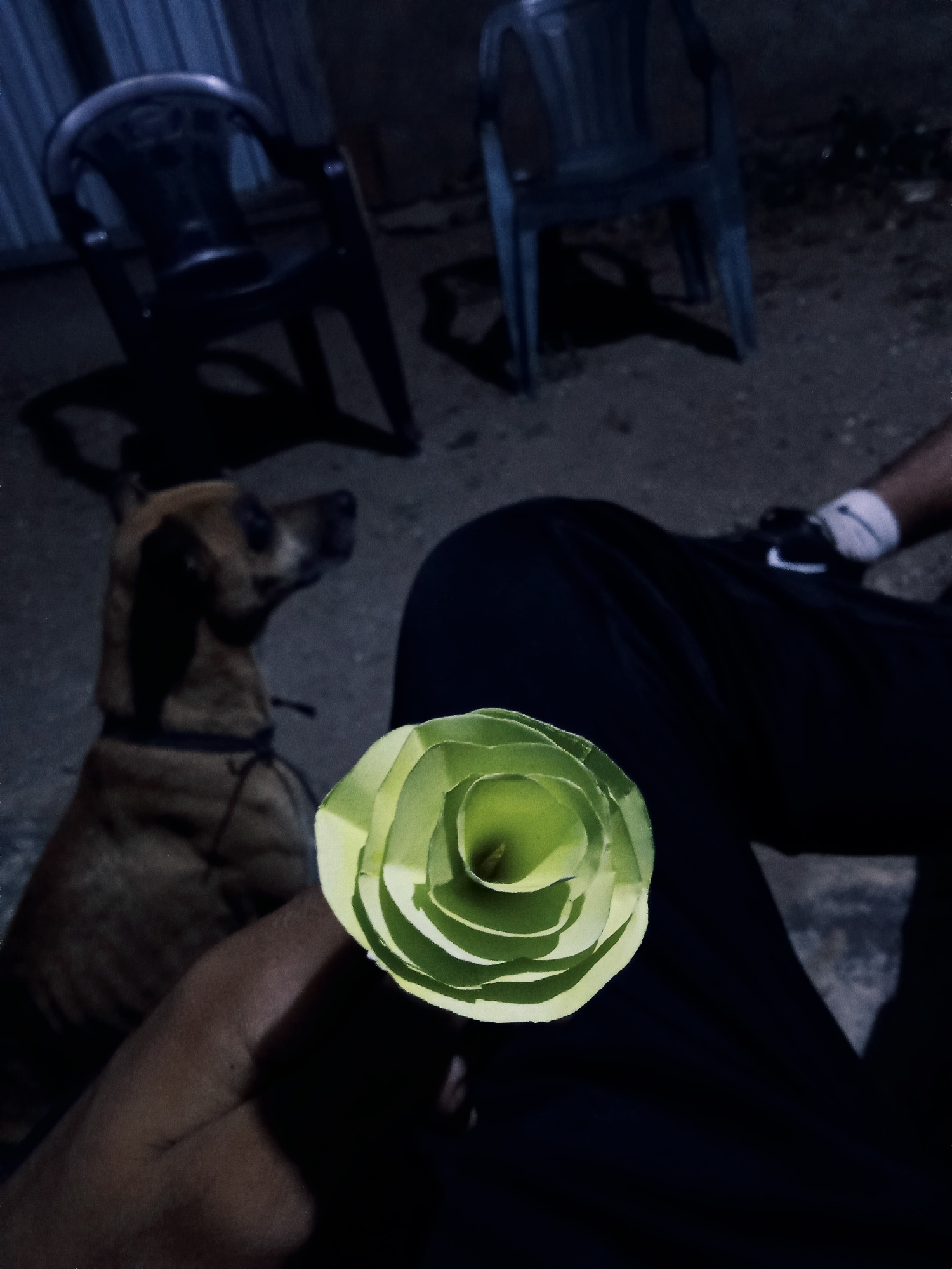 A person sits outdoors in Juan Griego, Venezuela, holding a green paper flower in their hand. The person is wearing black pants and has a shoe with a white sock visible. A brown dog with a collar is seated beside them, looking off to the left. Behind them are two plastic chairs on a paved surface. The image is dark.