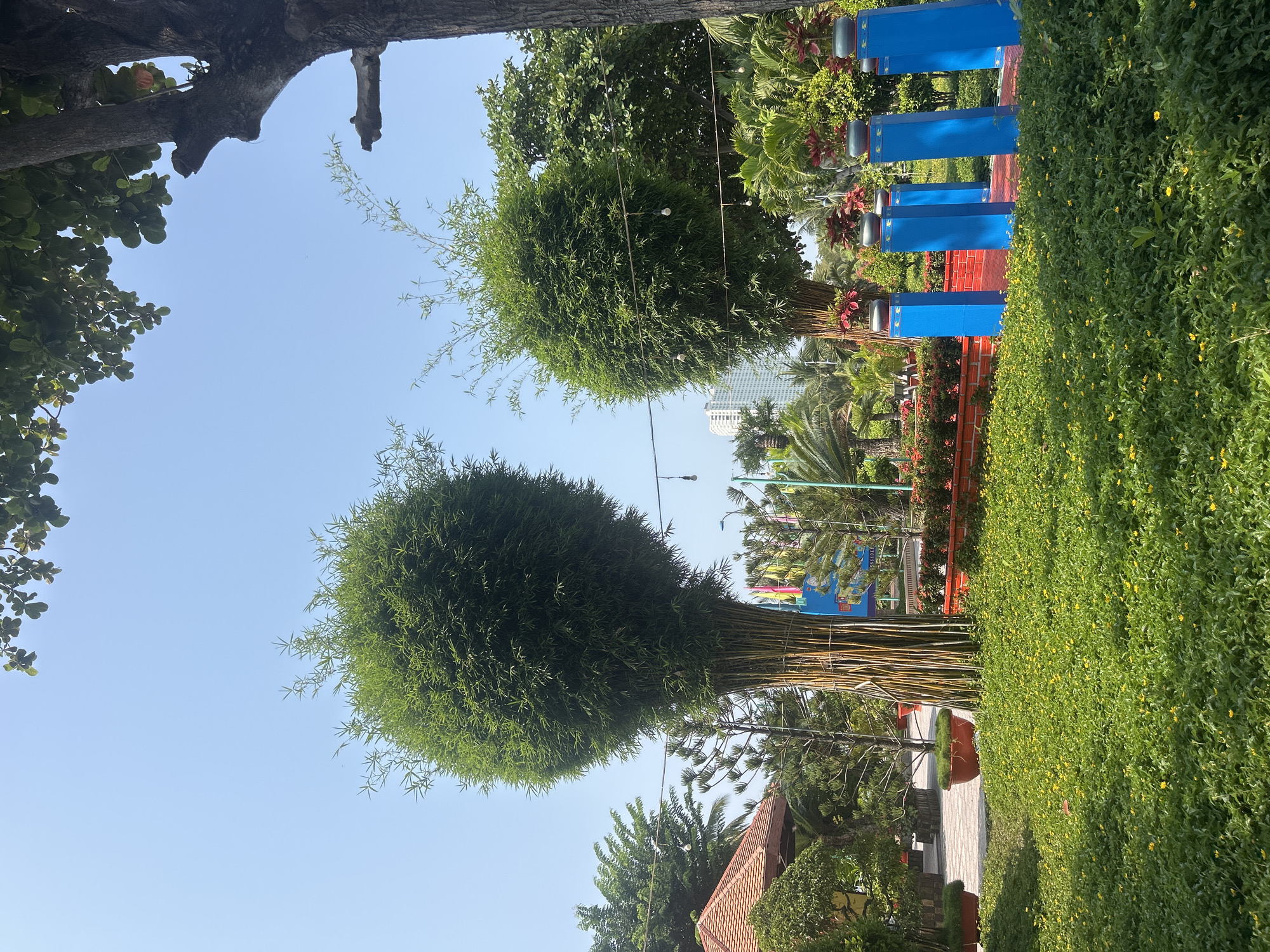 The image depicts a park-like setting within the city of Bac Natural Heritage Area Trang, Vietnam. Two meticulously pruned, round, bamboo-like trees are central to the view, stretching upwards against a clear blue sky. The foreground features a low, flowering green hedge, and beyond that, a pathway is visible. In the mid-ground, there is an arrangement of tall, blue, rectangular structures with dark caps, possibly decorative elements within the park. Further into the background, other trees, including palms, and what appear to be decorative posters or signage are present. A multi-story building is faintly visible in the distance. A portion of a tree trunk and foliage frames the upper left corner of the image, while the edge of a building is visible in the lower left.
