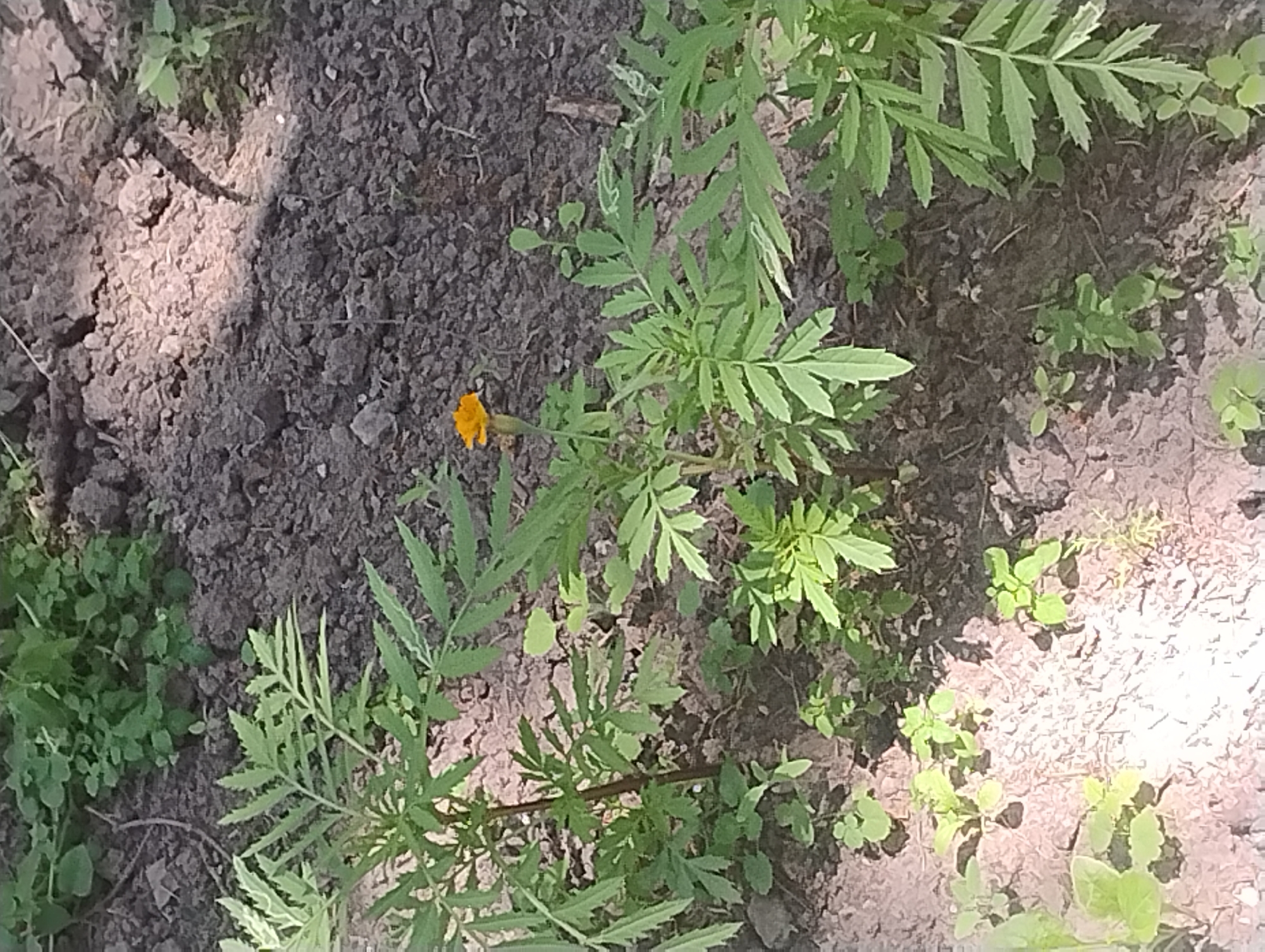 A single, small, orange marigold flower blooms among lush green foliage and dark soil. The flower is positioned to the left of the center of the frame. The surrounding soil is unevenly textured, with some areas appearing dry and cracked, while others are covered in scattered leaves and small plants. Sunlight casts shadows across the ground, highlighting the textures and creating a dappled effect. The scene appears to be outdoors, in a garden or natural setting, under natural light.