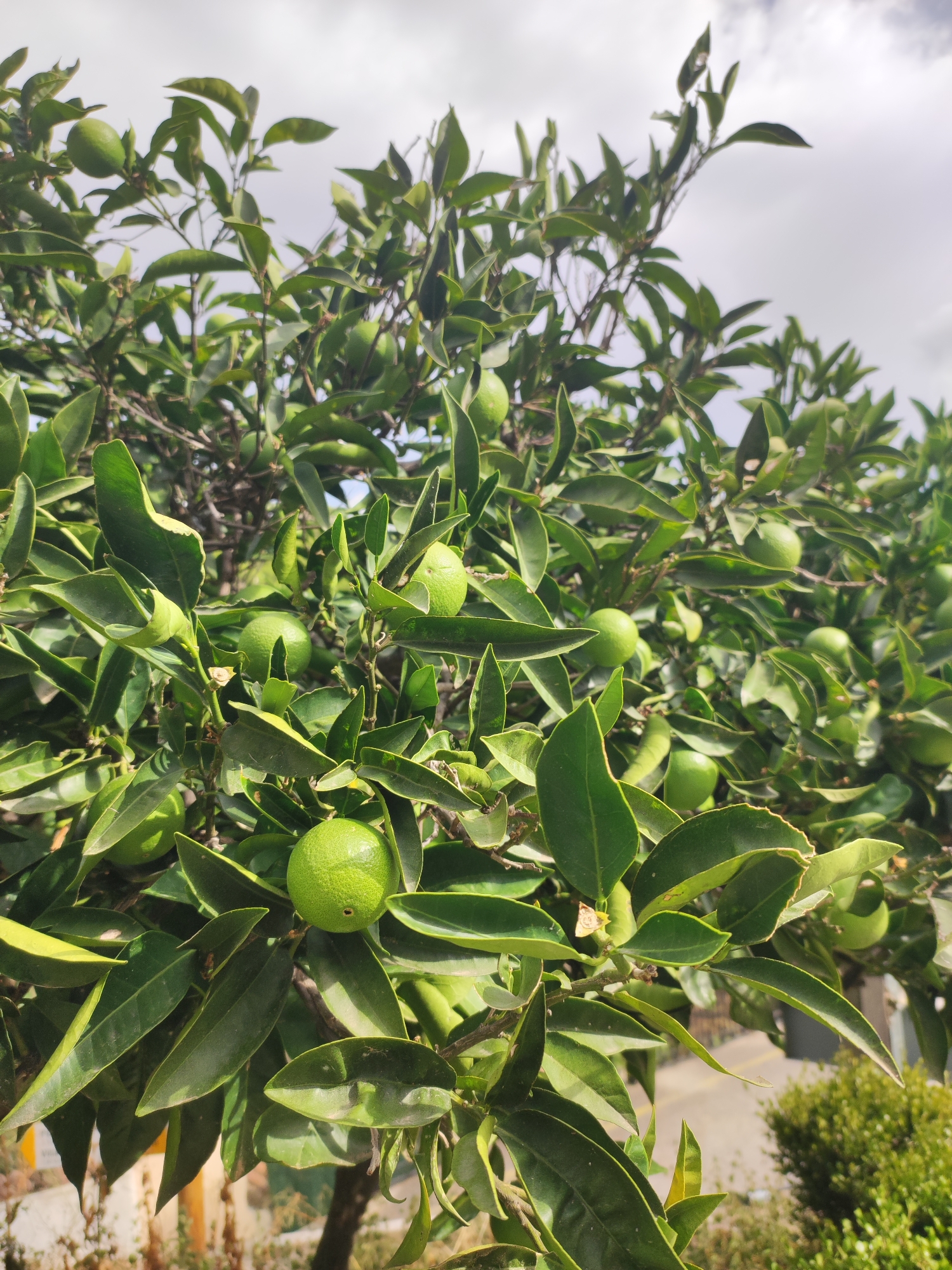 An outdoor shot captures a close-up of a lime tree laden with unripe green limes and lush green leaves. The branches are dense, obscuring much of the background, but hints of a sky with clouds and some blurred greenery at the bottom suggest an outdoor, natural setting. The lighting indicates it's daytime. The image focuses on the fruit and foliage, with no people or discernible human activity. Given the context provided, the scene is understood to be located in Sueras, Spain.