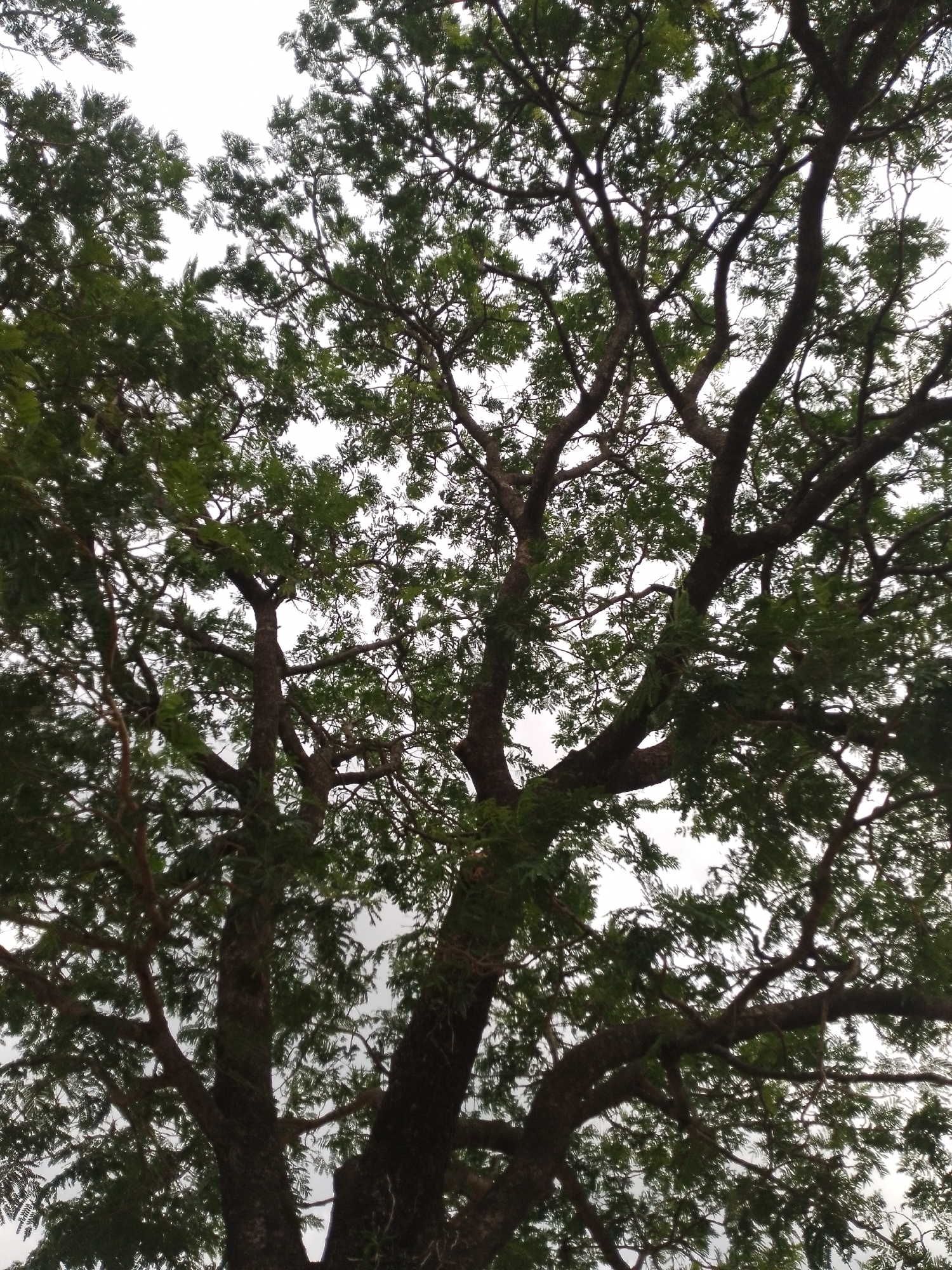 A low-angle, full-shot photograph captures the dense canopy of a large tree against a bright, overcast sky. The tree's thick, dark brown branches spread outwards, creating a complex network of limbs that are covered in abundant, green foliage. The leaves are small and feathery, characteristic of a specific tree species, obscuring much of the sky. The lighting suggests it is daytime, possibly in the late morning or early afternoon, with diffused light due to the cloud cover. The image is taken from below, looking up into the tree. The scene is set in Balewa, Nigeria. There are no people or animals visible in the frame. The environment is natural, with the focus solely on the tree and the sky.