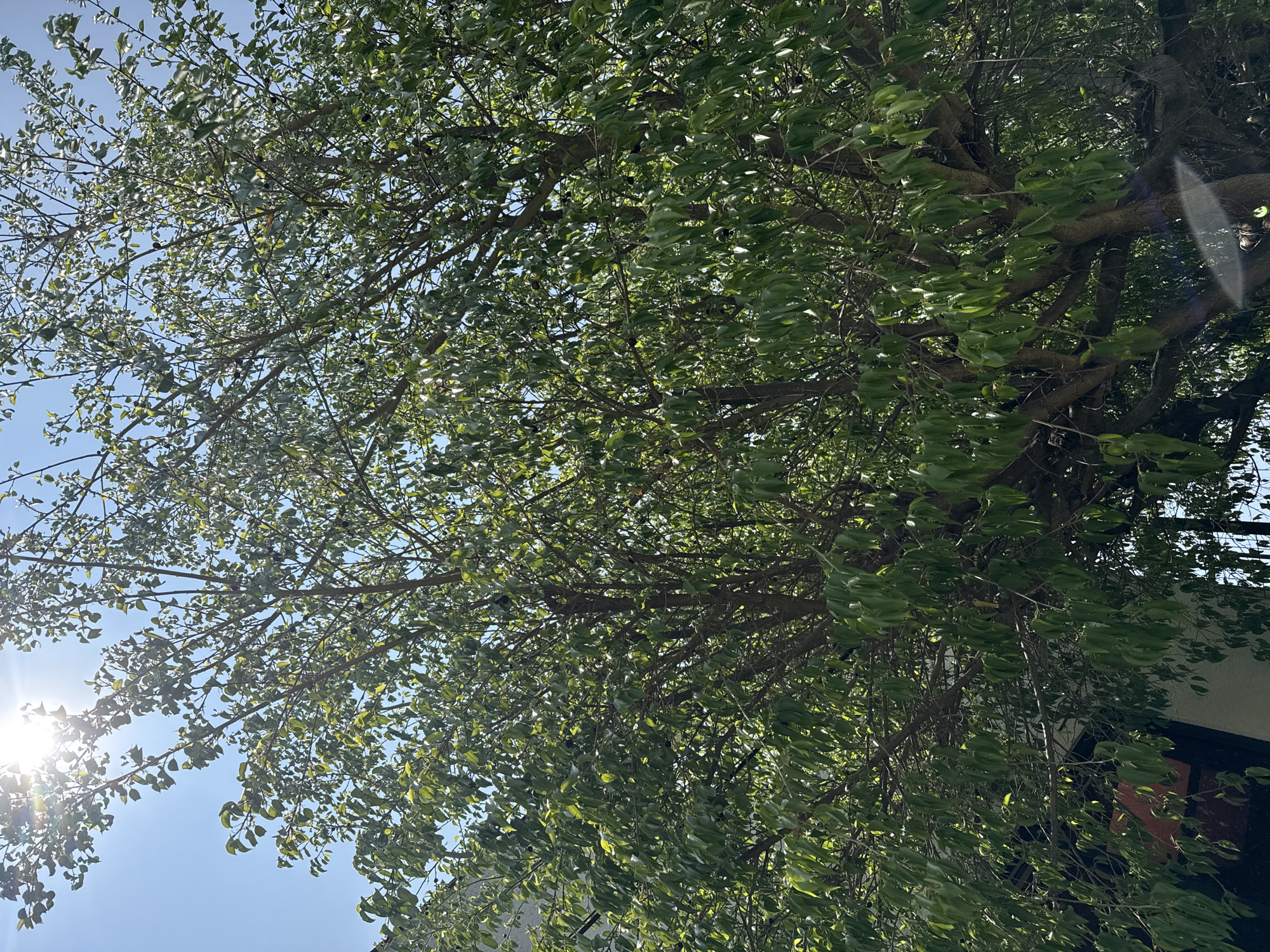 The image presents a vibrant upward view into the dense canopy of a tree against a clear, bright blue sky. The tree is covered in numerous green leaves, many of which appear to be in various stages of motion, suggesting a gentle breeze. Sunlight intensely streams through the foliage, creating prominent lens flares, especially in the lower left quadrant where the sun itself is visible as a bright starburst.
Numerous branches, ranging from thick main limbs to smaller twigs, form a complex network, visible through and behind the leaves. Small, dark, round objects, likely berries or tiny fruits, are scattered among the green leaves. On the right side of the image, partially obscured by the tree, is a glimpse of what appears to be part of a building or structure, possibly with a dark-framed window or opening.
The scene depicts a sunny daytime, likely mid-morning or afternoon, in an outdoor setting in Tres de Mayo, Mexico. The bright sky and illuminated leaves convey a sense of clarity and natural light. No text is visible in the image.