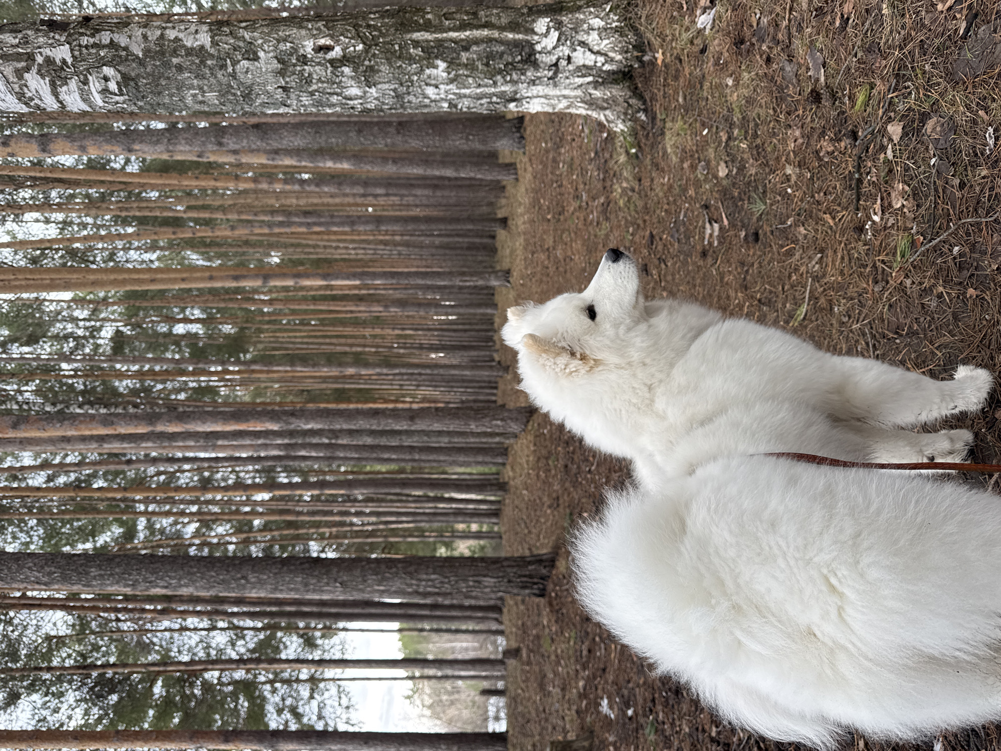 The image shows a white Samoyed dog in a forest setting. The dog is looking upward and to the left. The forest consists of tall, slender trees with brown bark. The ground is covered in brown leaves and pine needles. The image was taken in the city of Chaikovsky, Russia.